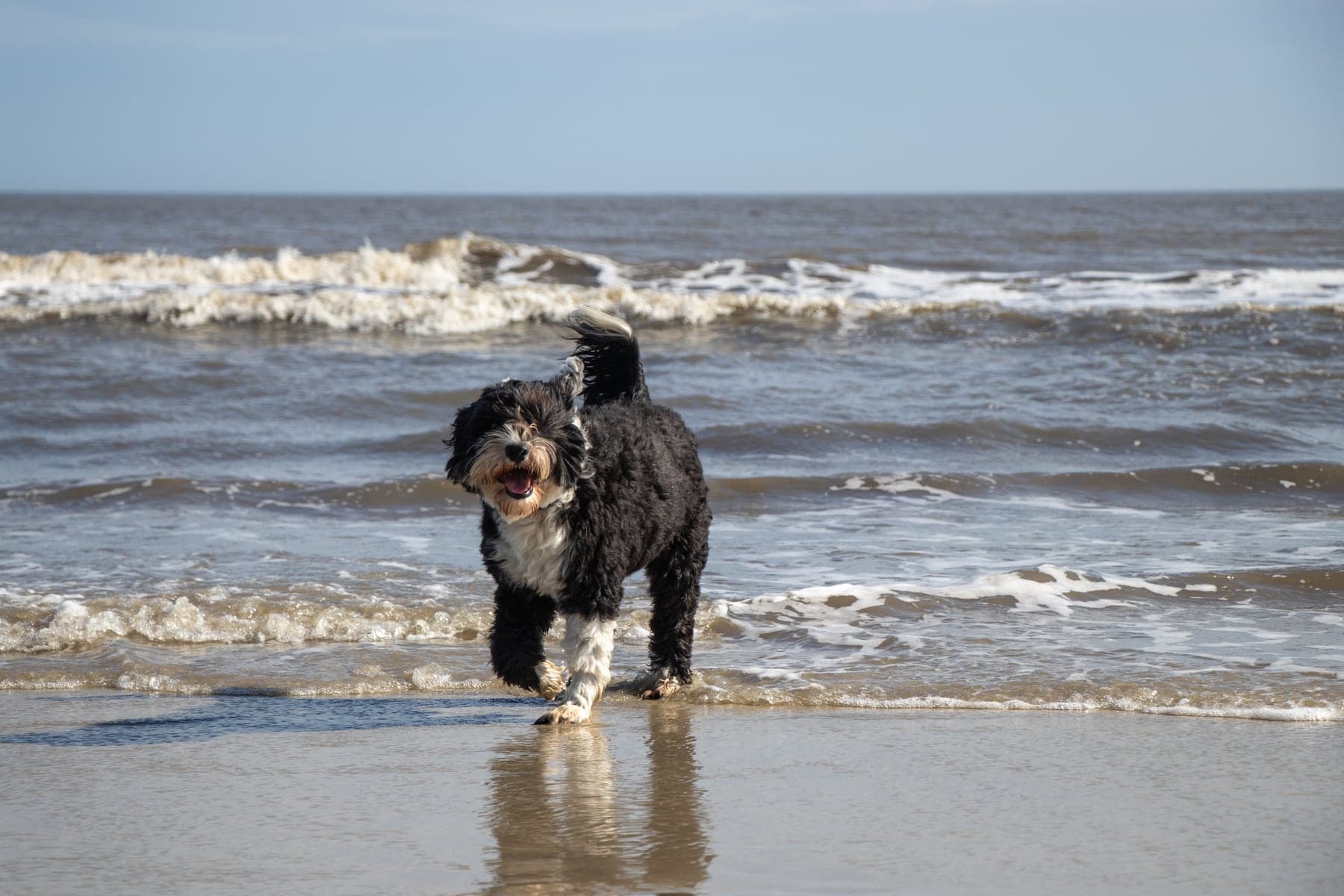 A black-and-white curly-coated Portuguese Water Dog trotting along the wet sand at the surf line, ocean waves breaking behind it.