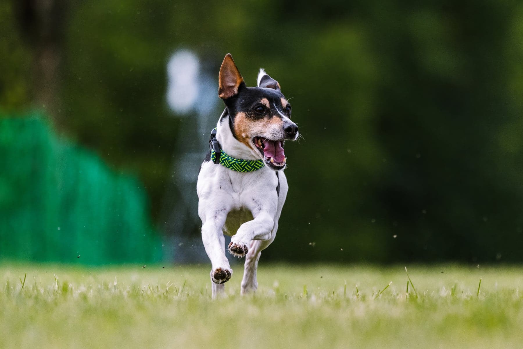 A tricolor Rat Terrier running flat-out across grass after a lure, ears up and mouth open at full stride.