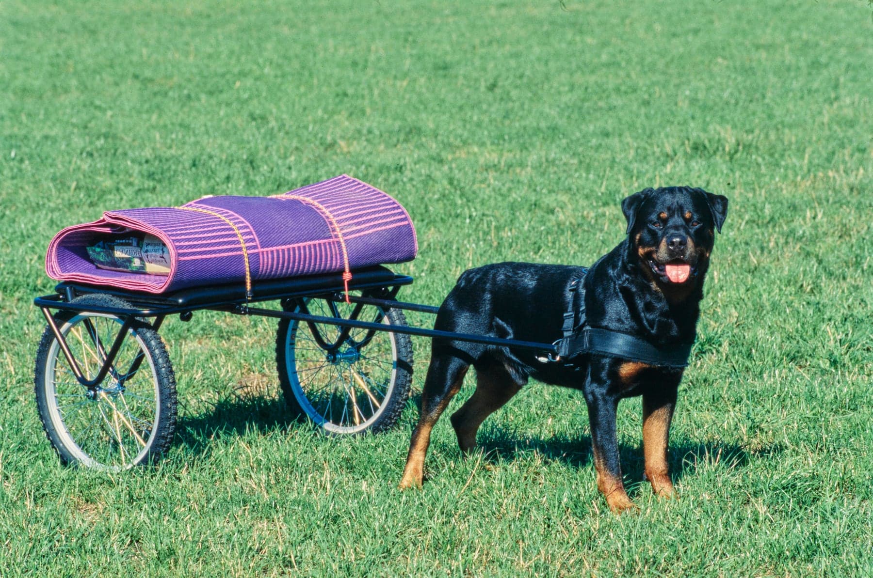 A Rottweiler in a draft harness hitched to a two-wheeled cart on a grass field — the breed's cart-dog heritage.