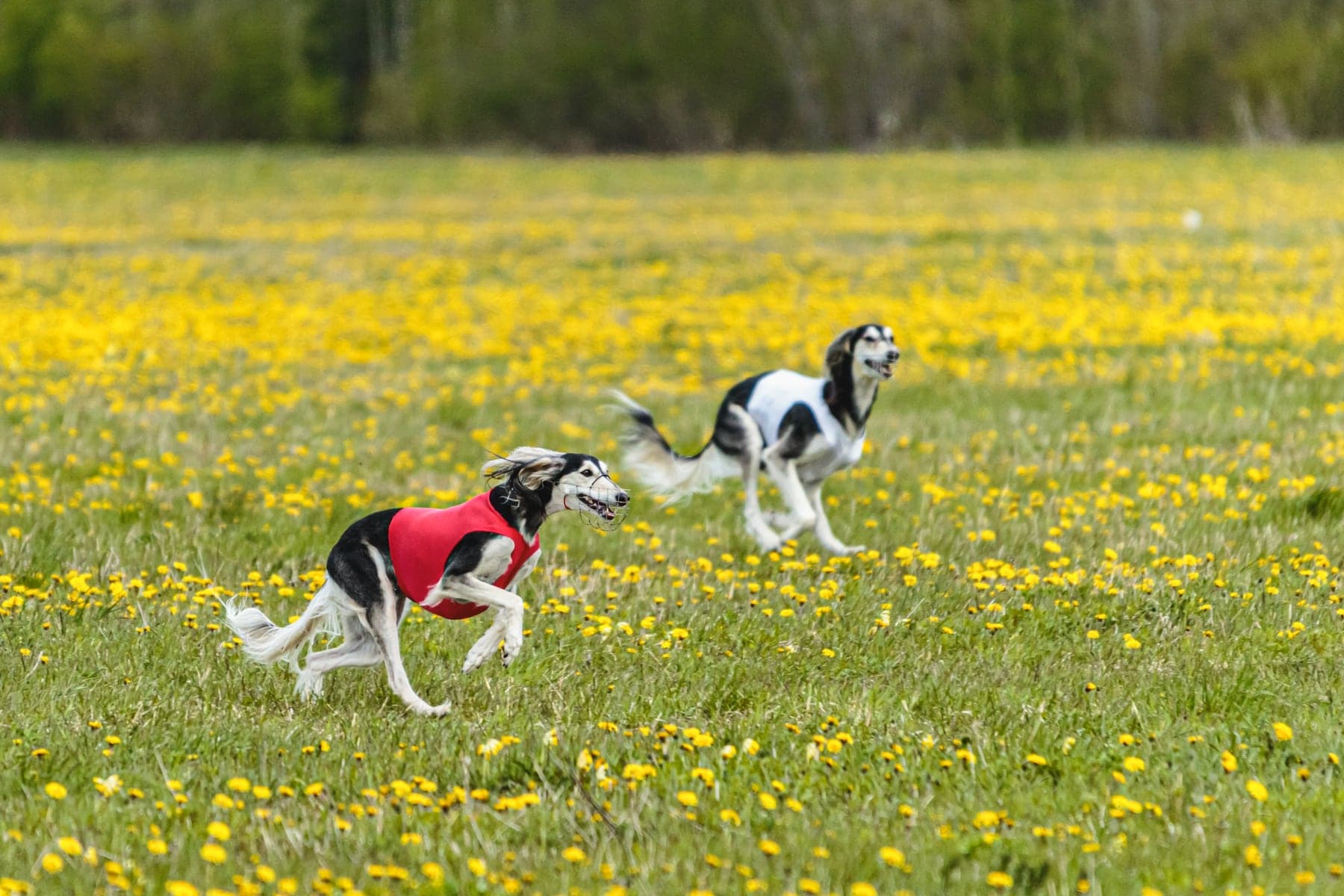 Two feathered Salukis coursing across a dandelion-strewn meadow, the lead dog in a red coursing jacket at full stride.