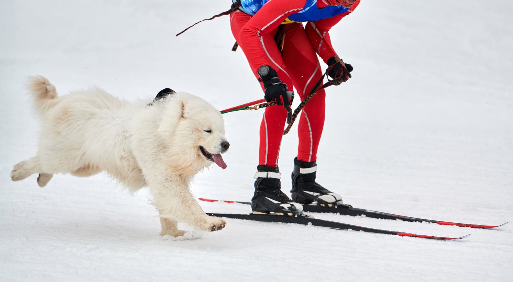 A white Samoyed in a sledding harness on snow, mouth upturned in the breed's characteristic 'Sammy smile'.