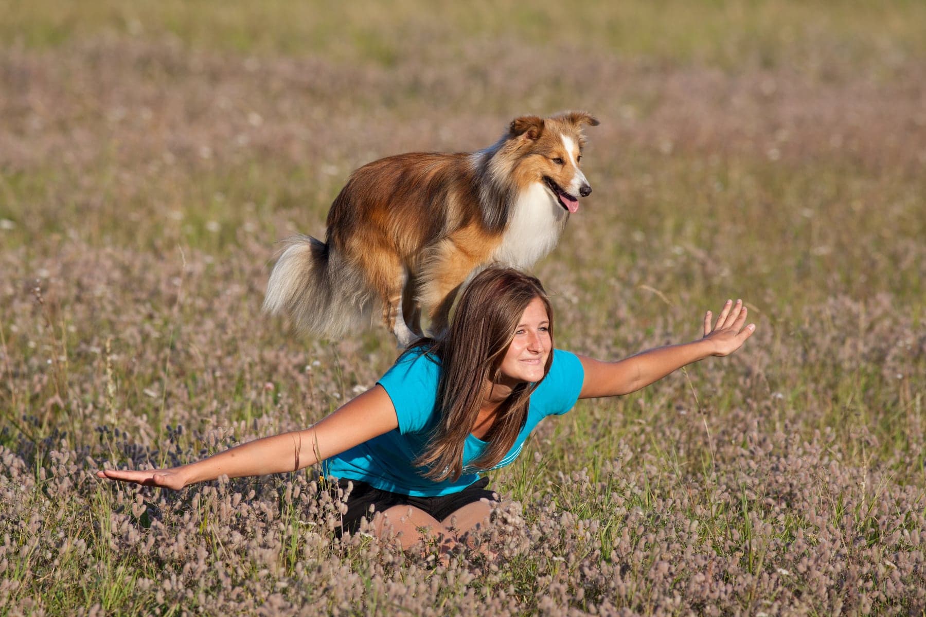A sable-and-white Shetland Sheepdog leaping over a person kneeling in a wildflower meadow, full mane flying and ears tipped forward.