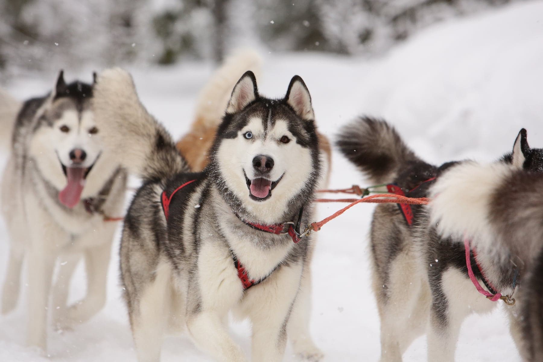 A team of Siberian Huskies in racing harness running through snow, the lead dog with one blue eye and one amber.