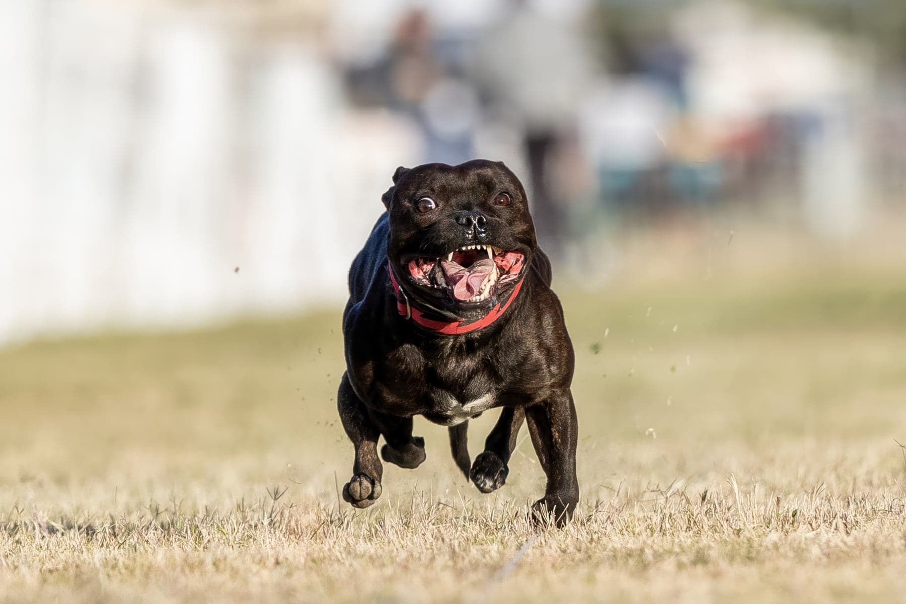 A muscular dark-brindle Staffordshire Bull Terrier charging flat-out across a field after a lure, compact and powerful at full stretch.