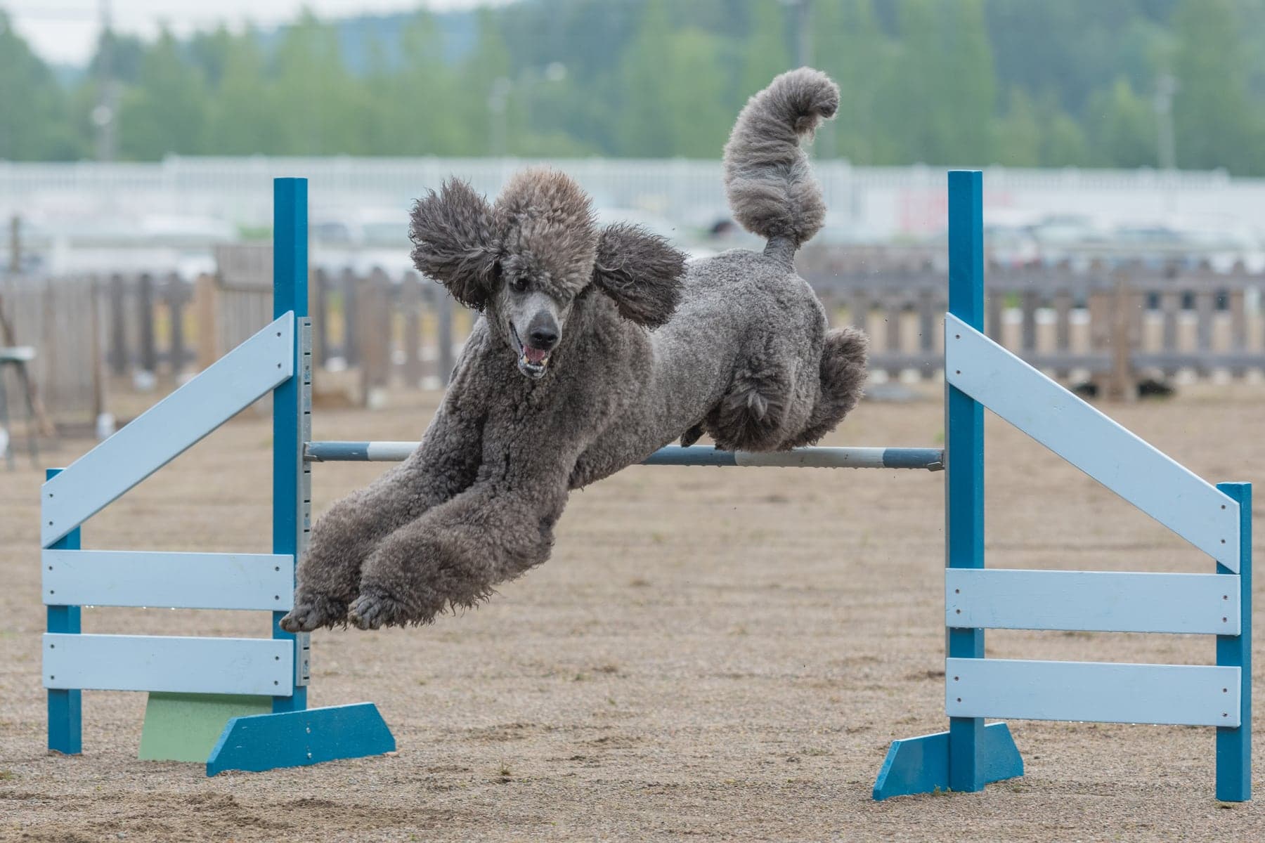 A Standard Poodle in a working retrieve, powering through open water toward a floating bumper with its ears back.
