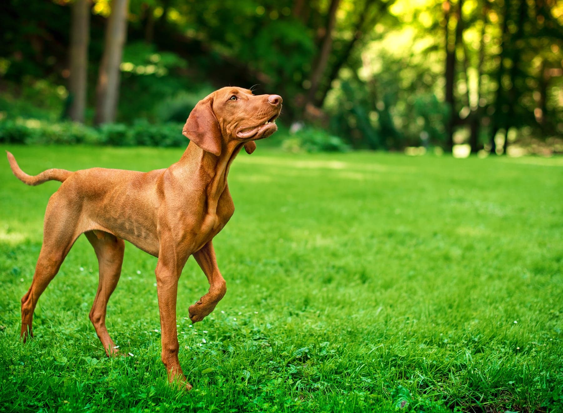 A rust-gold Vizsla mid-stride across a grass field, lean and muscular with a long tail and floppy ears in motion.