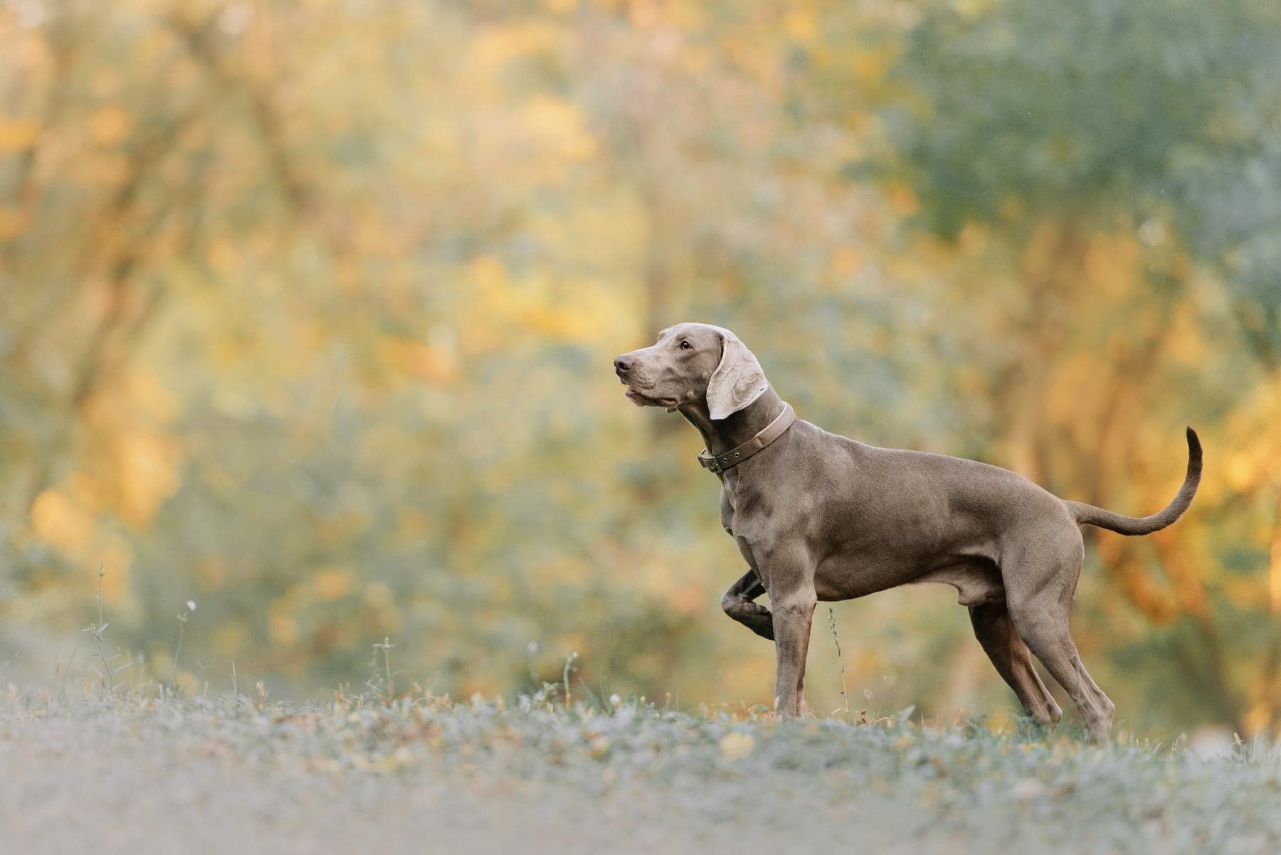 A silver-grey Weimaraner at a flat-out gallop across a grass field, ears back and legs extended, chasing a lure.