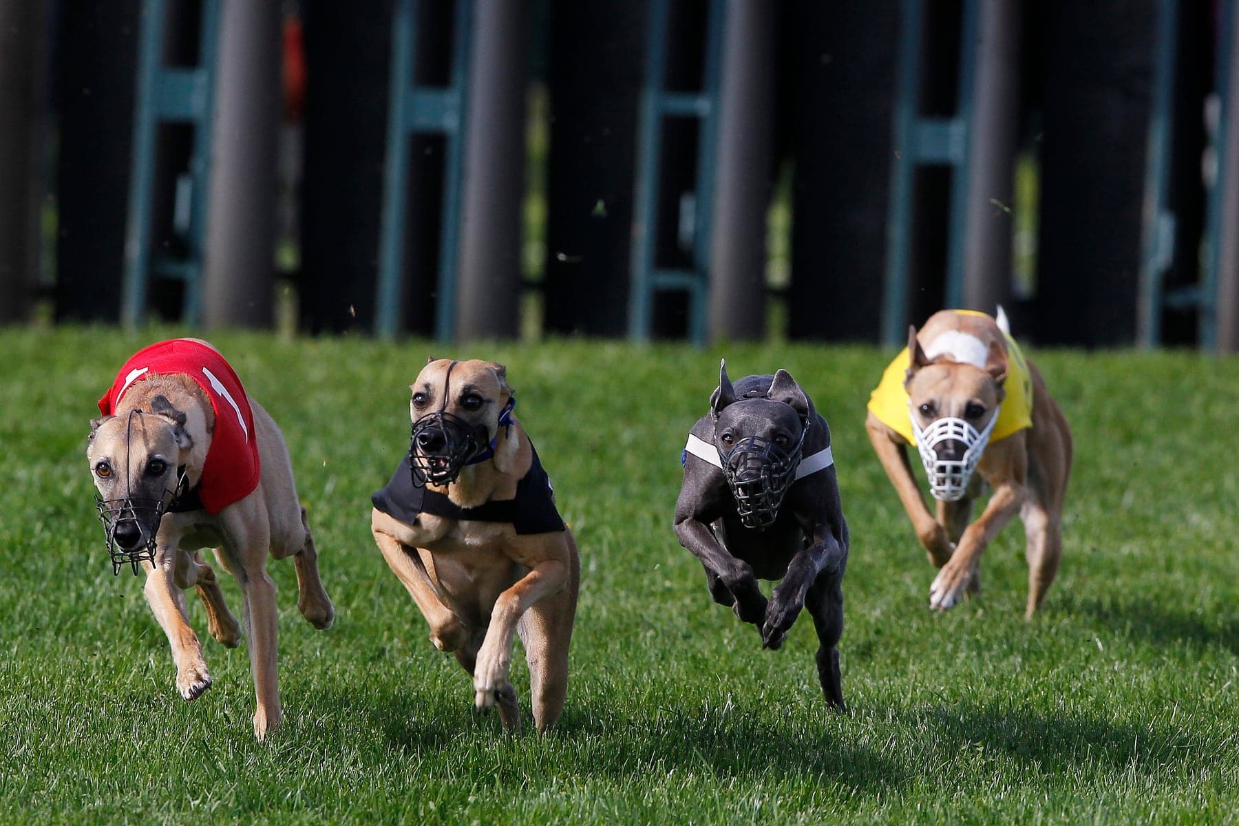 Four whippets in colored racing jackets and muzzles sprinting down a grass track at full extension.