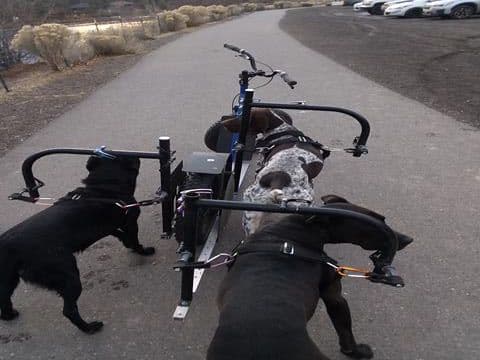 Rider's-eye view over scooter handlebars: three dogs clipped to the sides of the frame, running alongside and behind the steering rather than out in front.