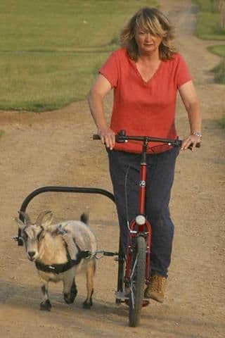 A goat harnessed into a dog-powered scooter rig in place of a dog, pulling it forward.