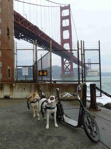 A rider on a dog-powered scooter on a path in front of San Francisco's Golden Gate Bridge.