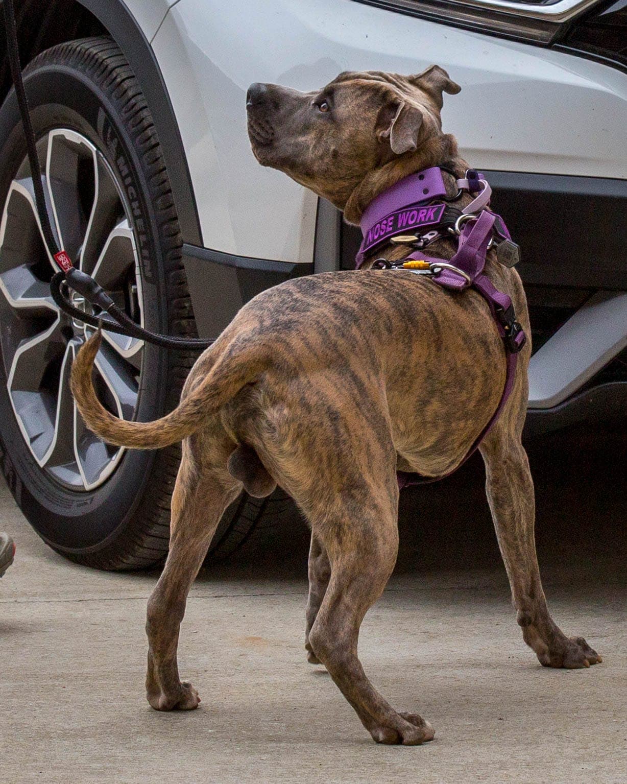 Dog looking up at her handler, alerting at the moment she's found the hidden target odor during a Nose Work search.