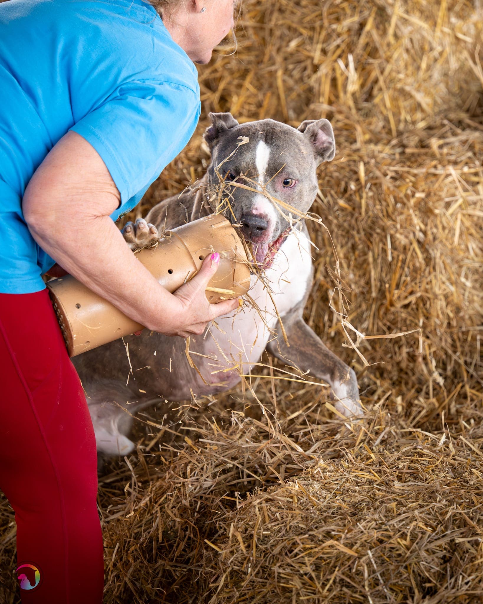 Terrier alerting on a rat tube buried in straw at a Barn Hunt event.