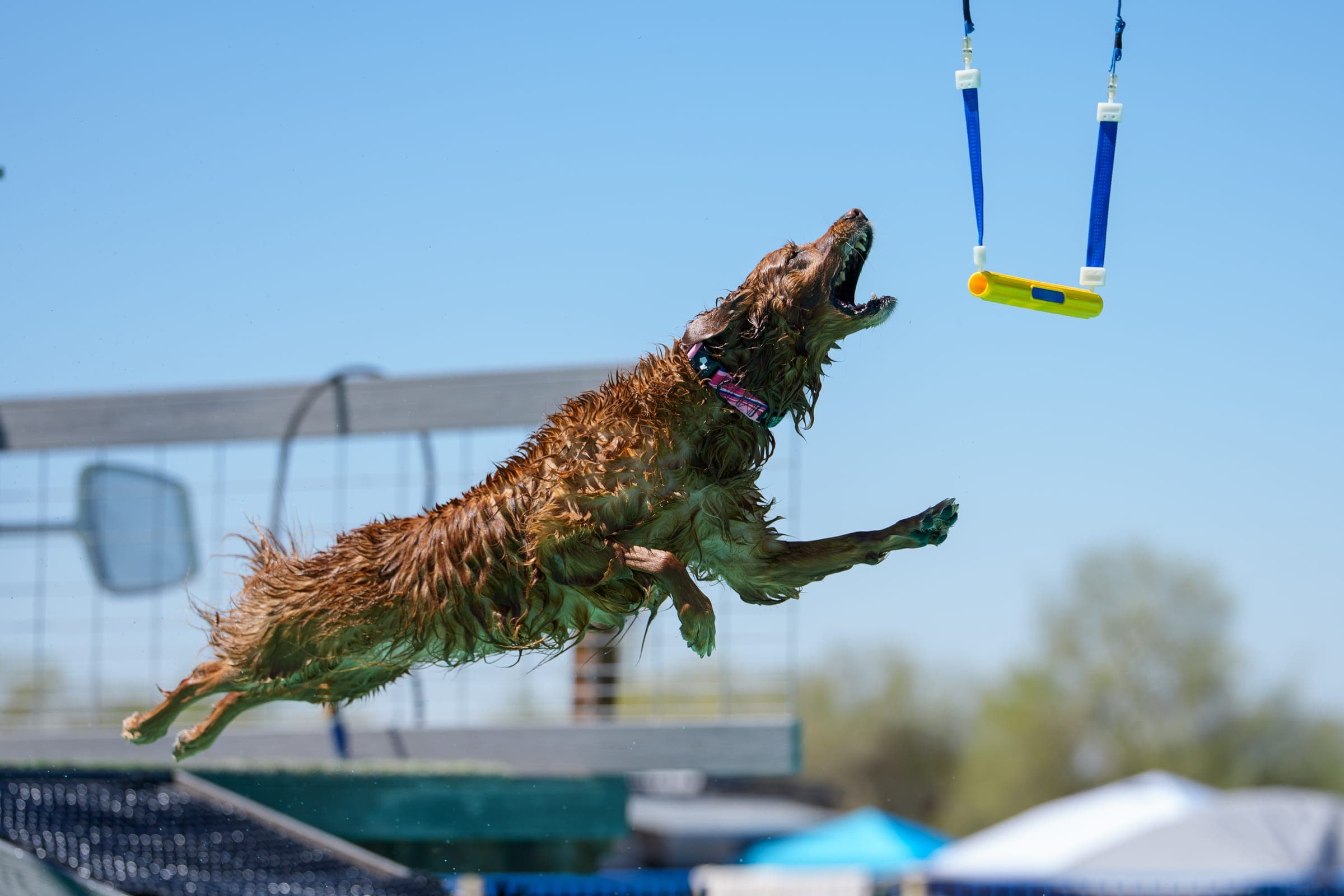 Red-coated dog launching mid-air against a blue sky to grab a yellow suspended bumper during a dock diving Air Retrieve.
