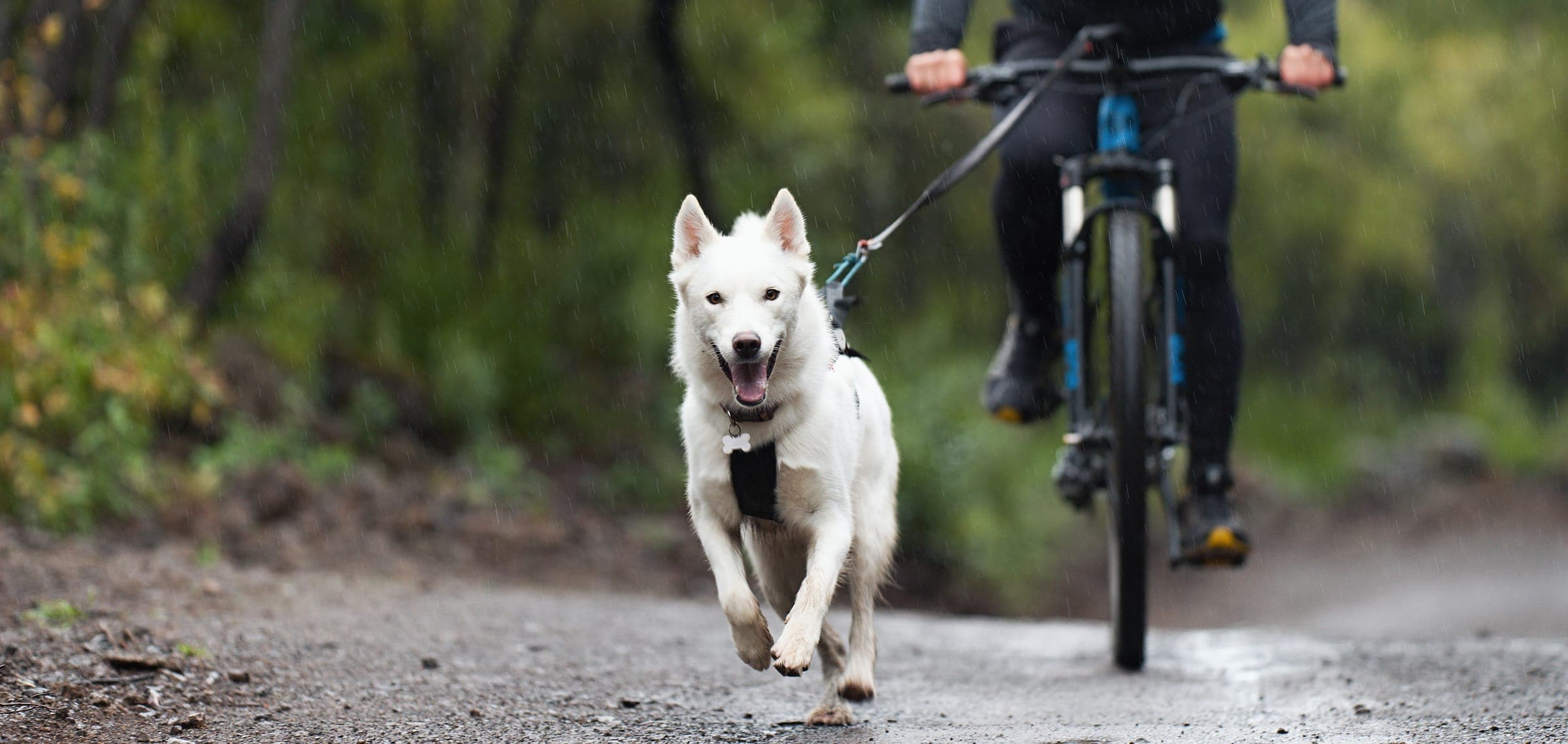 A white dog pulling a cyclist on a forest trail during a bikejoring race.