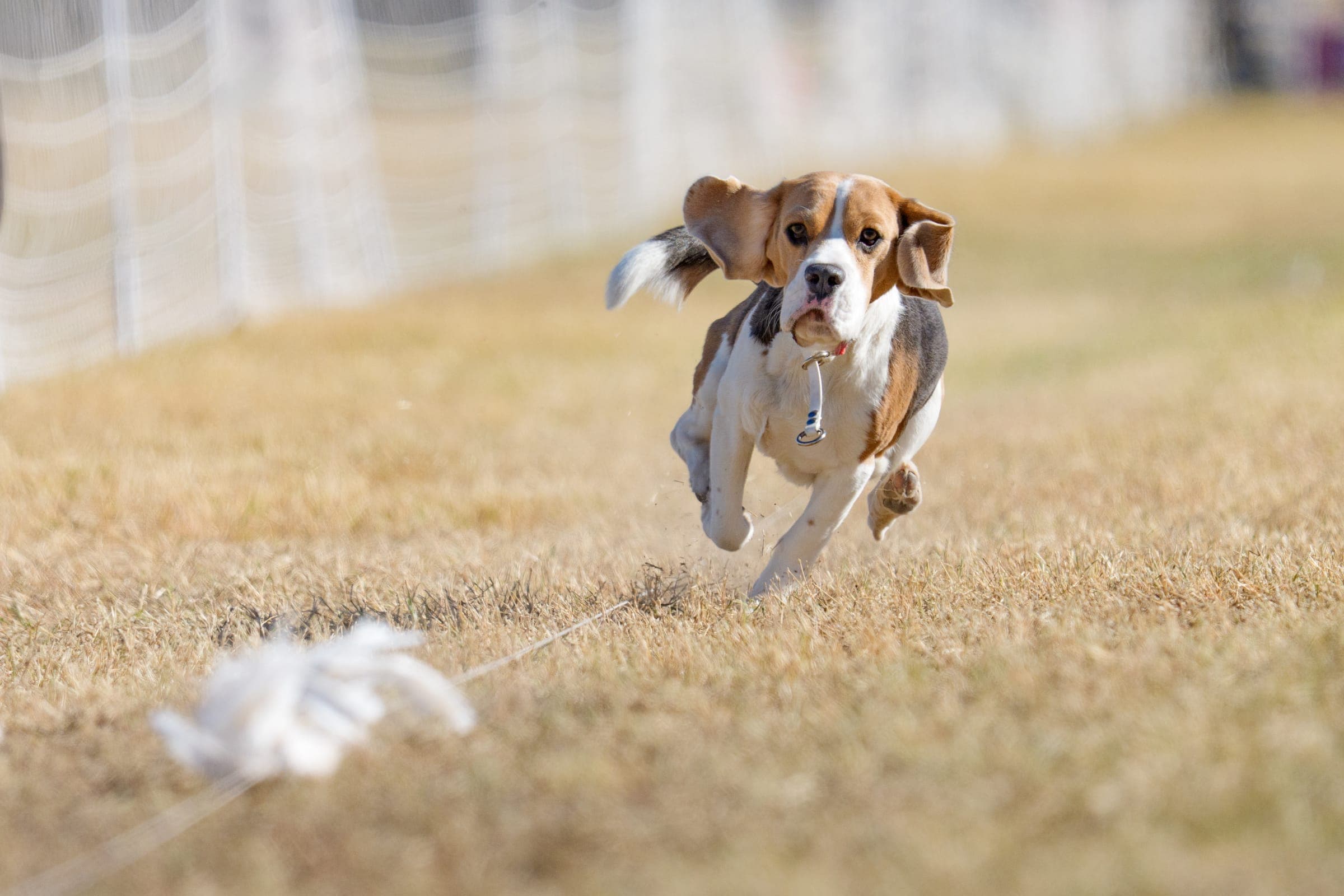 Dog crossing the finish line at full sprint during a Fast CAT run.
