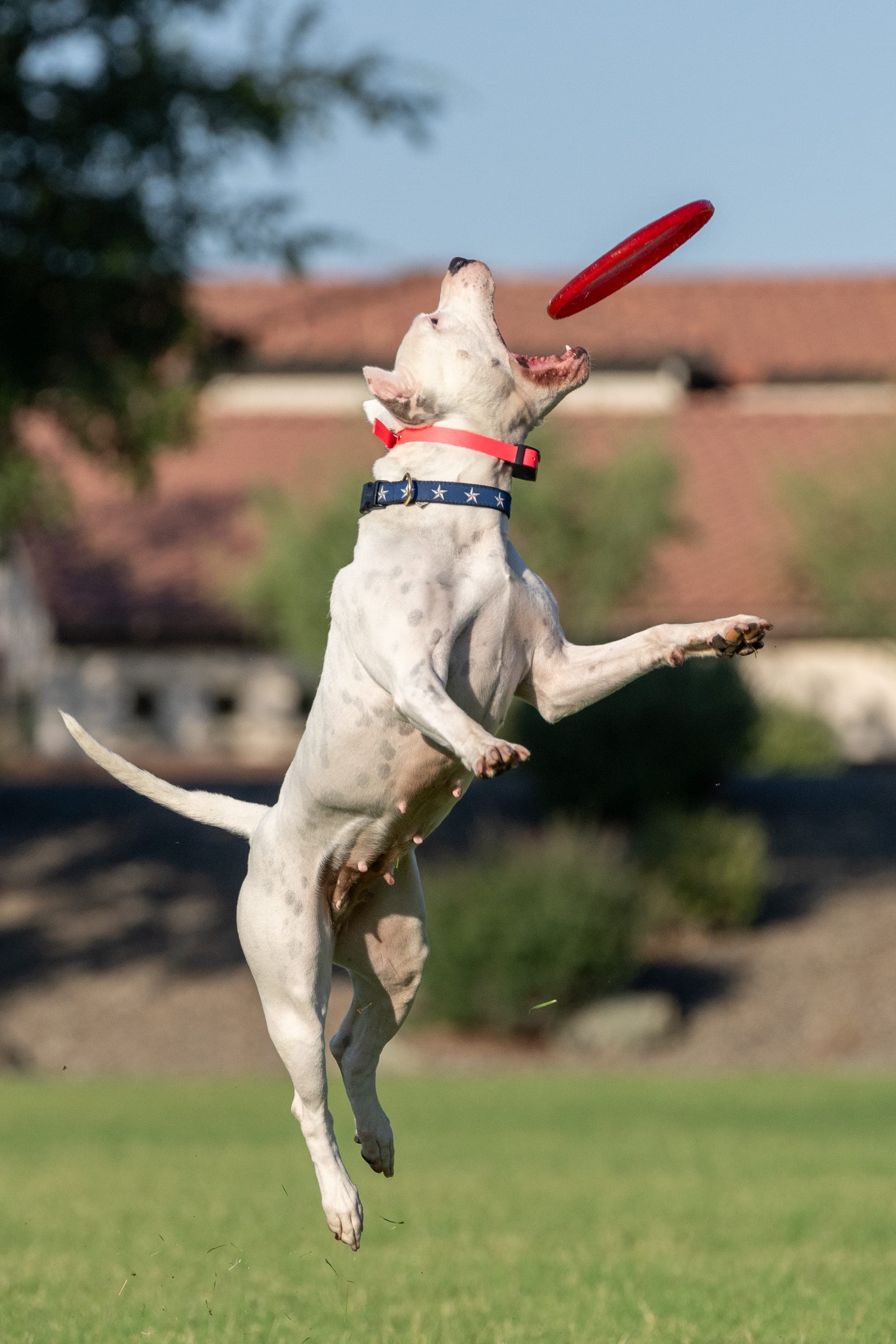 Dog mid-air catching a disc in flight.