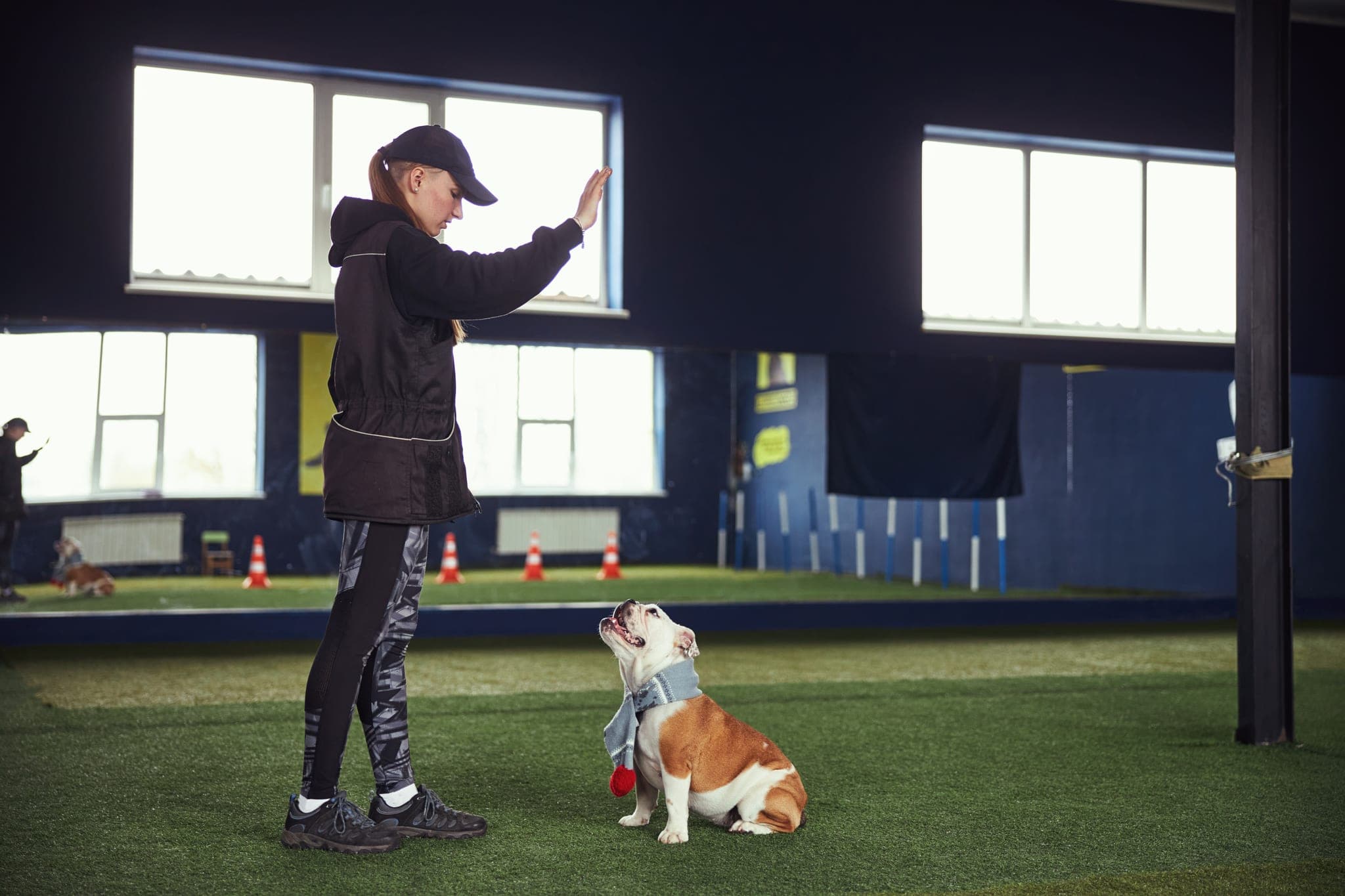 An instructor training an English Bulldog with a hand signal.