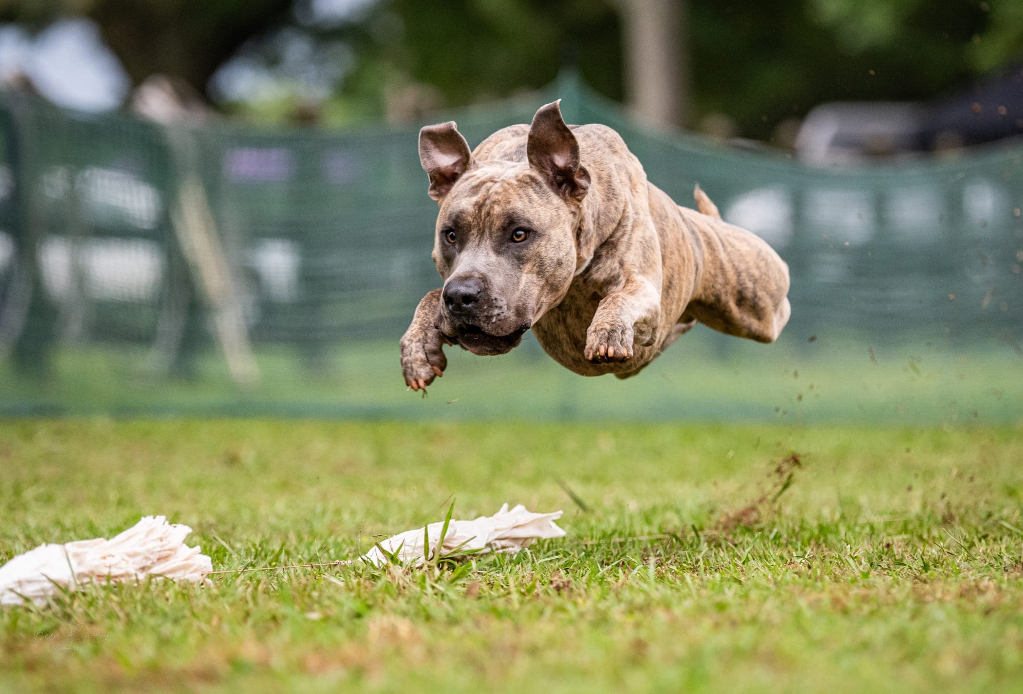 A brindle pit bull mid-leap during a FastCAT run, 100-yard sprint, grass field, soft green fencing behind.