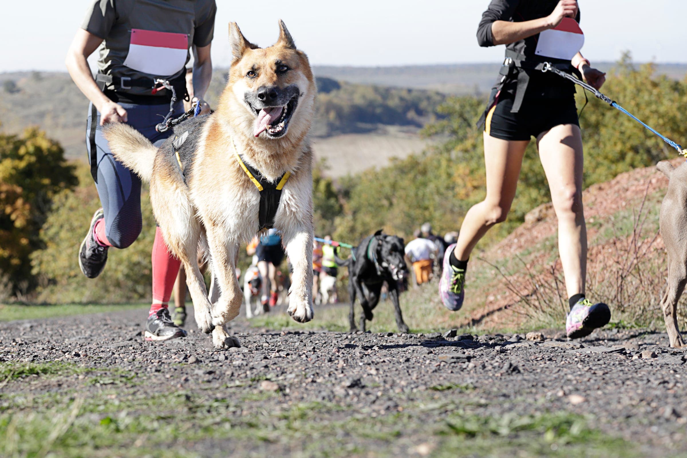 A field guide of dog sports across the United States.
