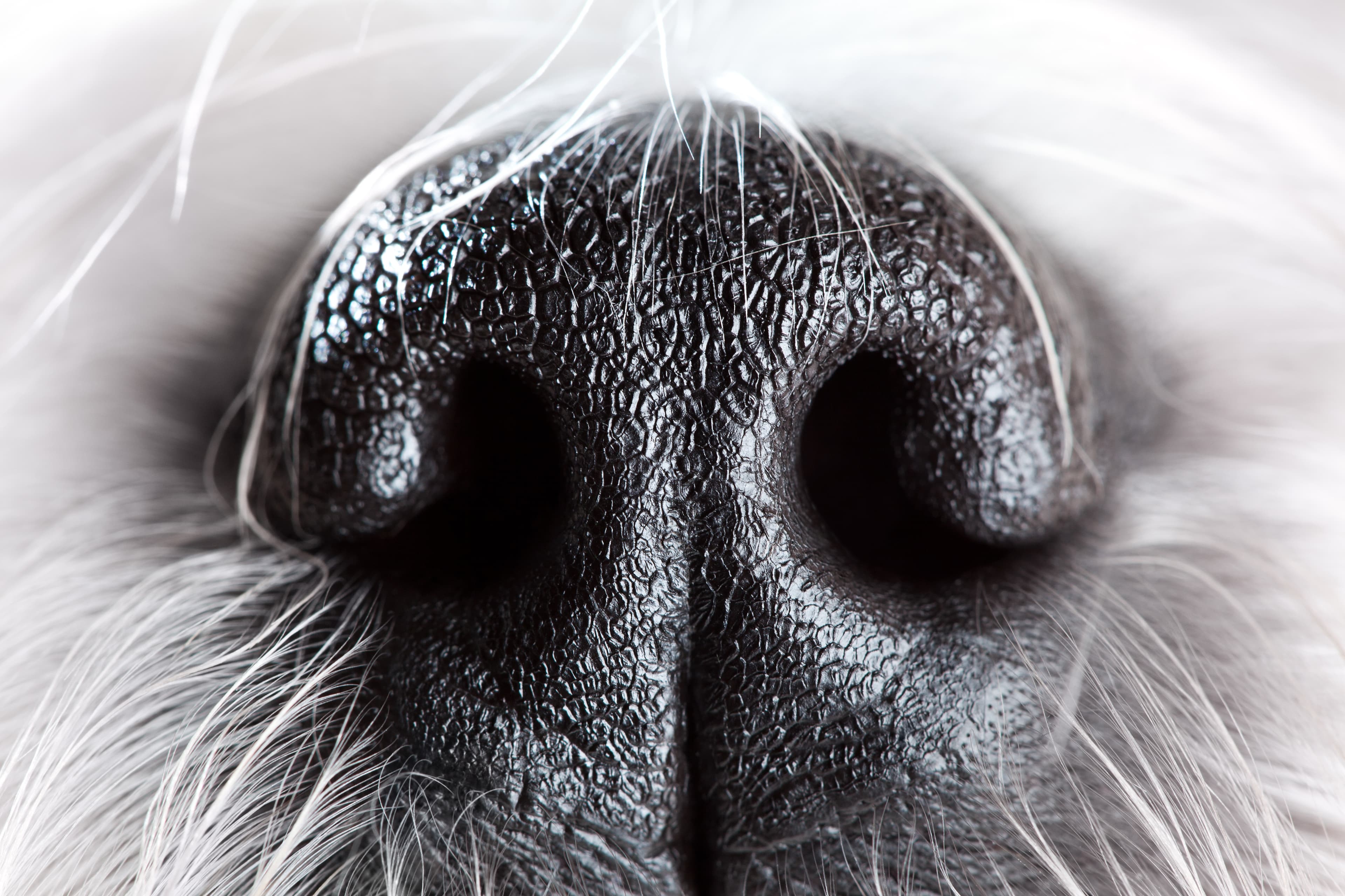 Nose Work — photo by chaossart