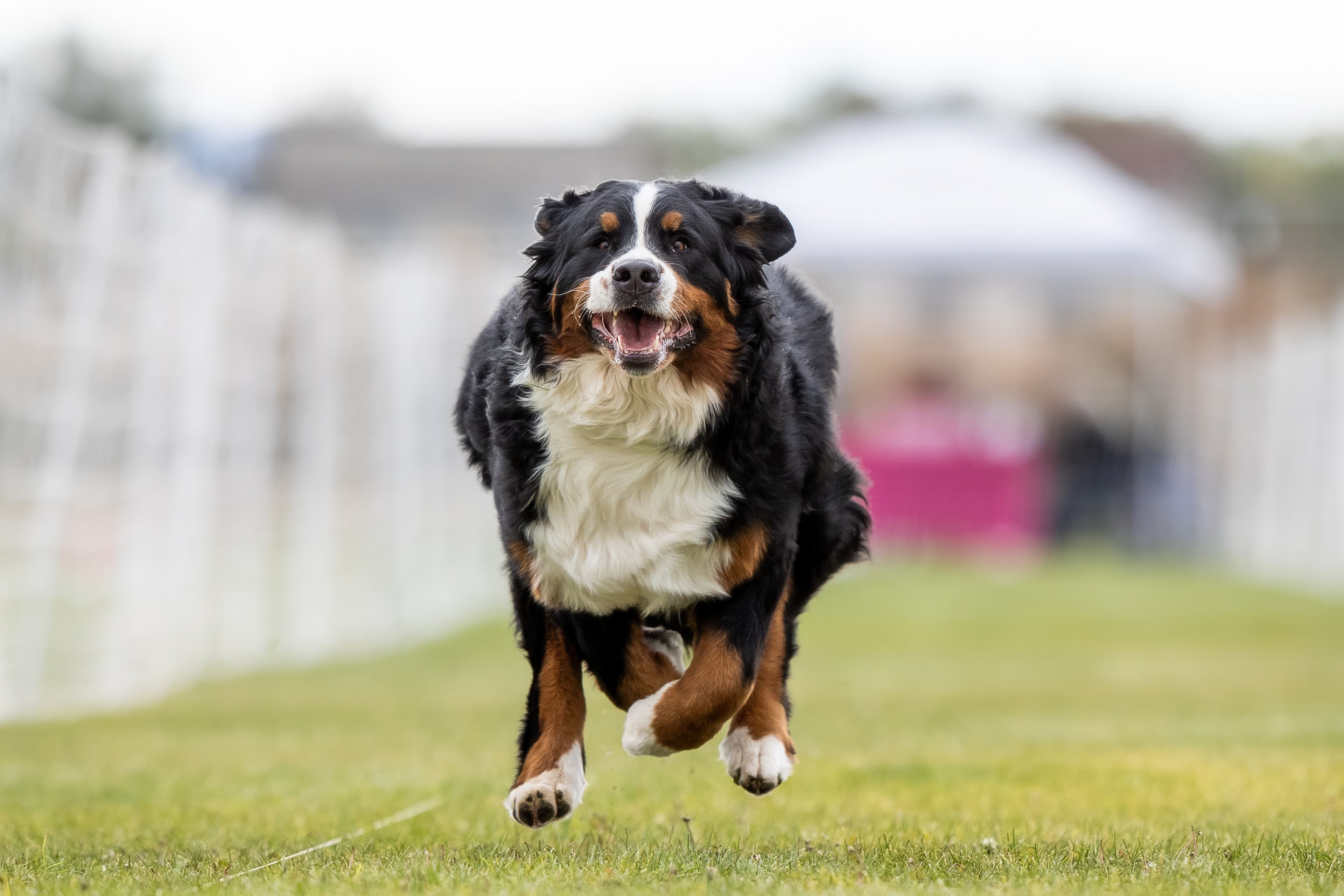 Fast CAT — photo by Cavan Images