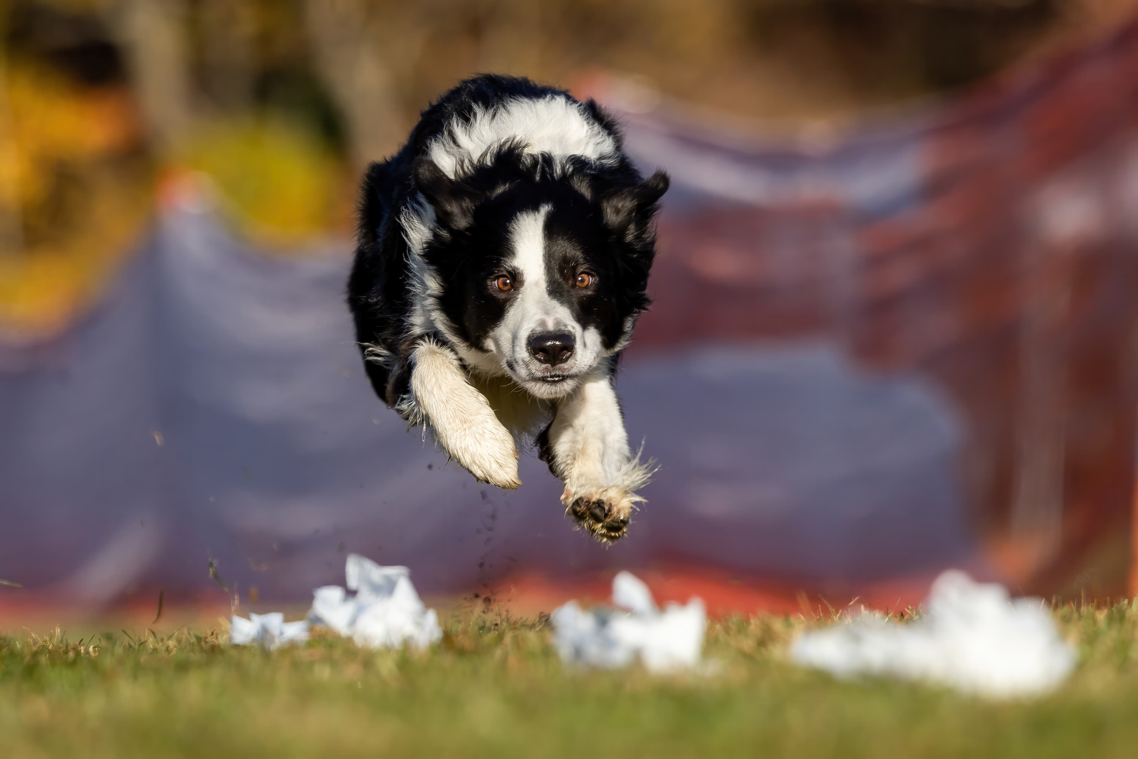 Fast CAT — photo by Cavan Images