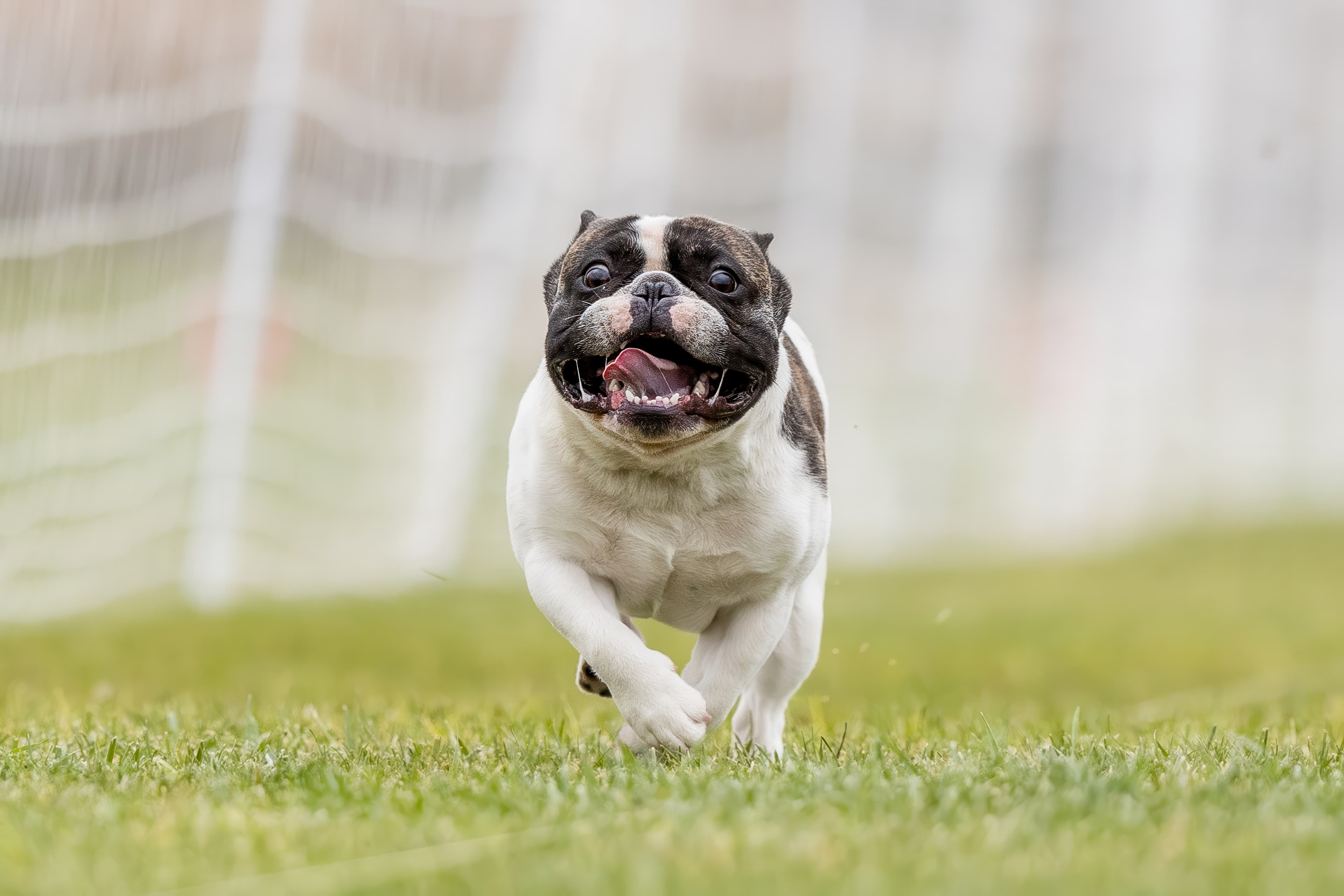Fast CAT — photo by Cavan Images