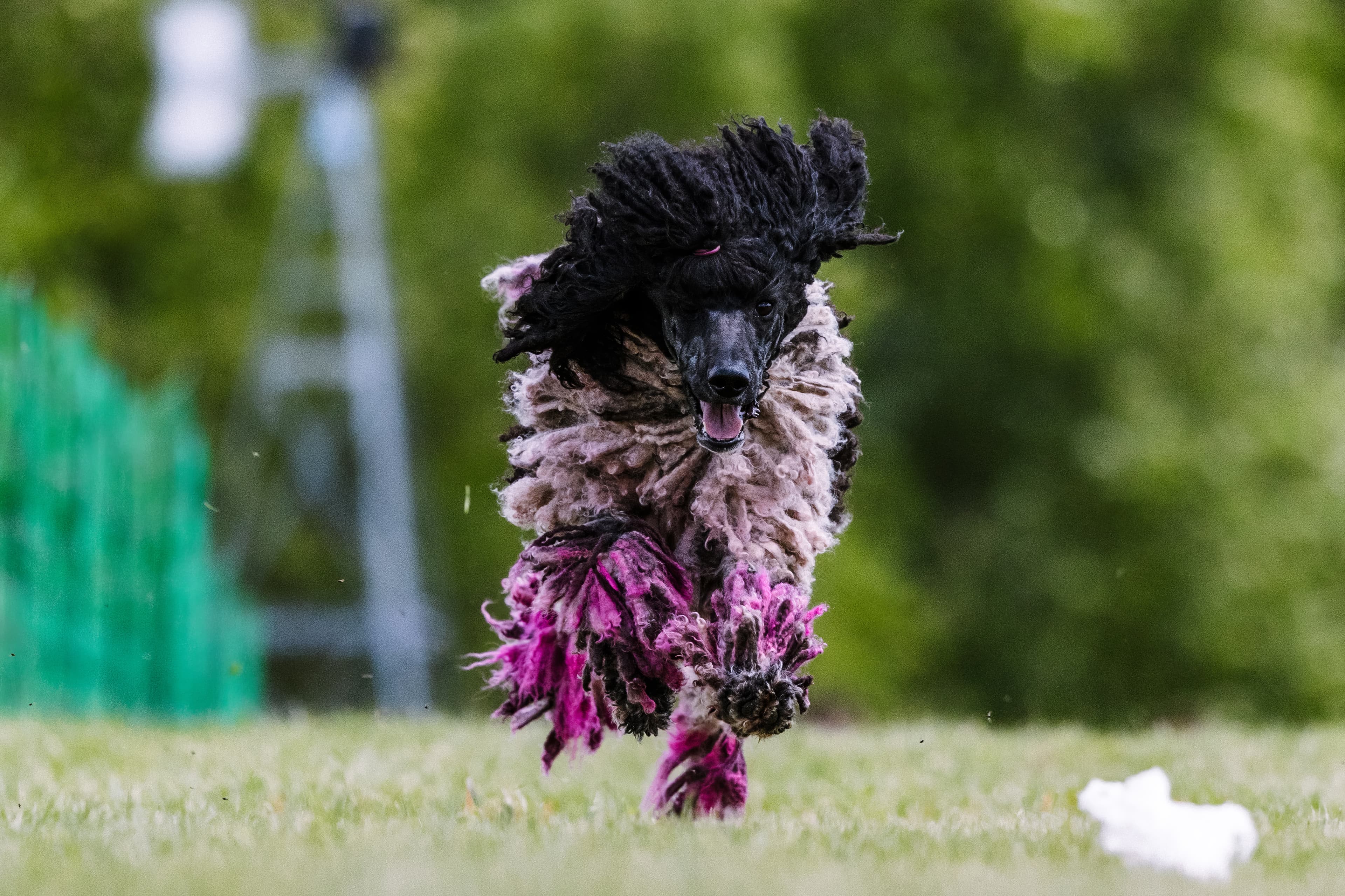 Fast CAT — photo by Cavan Images