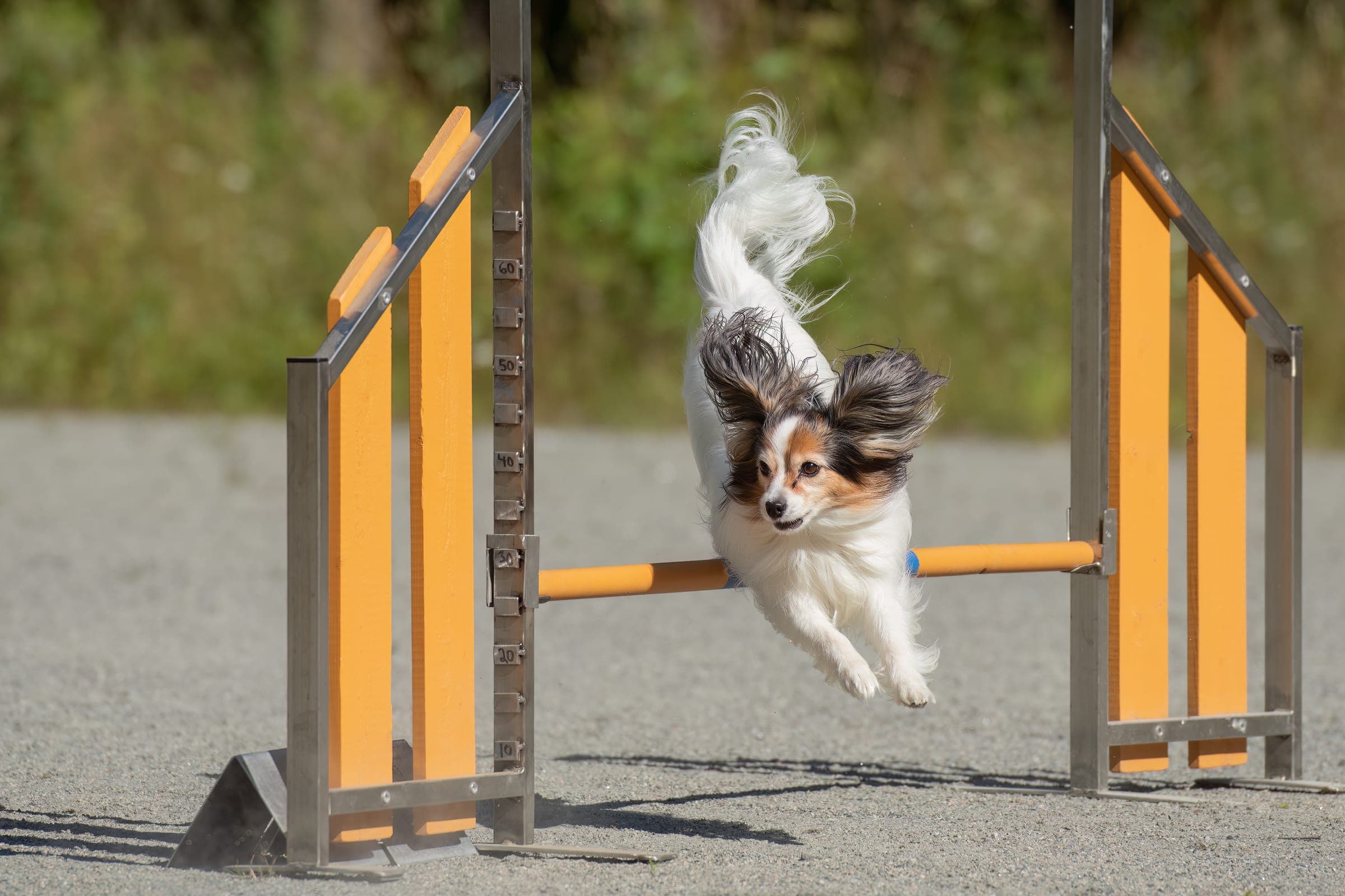Dog mid-stride clearing an Agility jump on a course, handler running alongside.