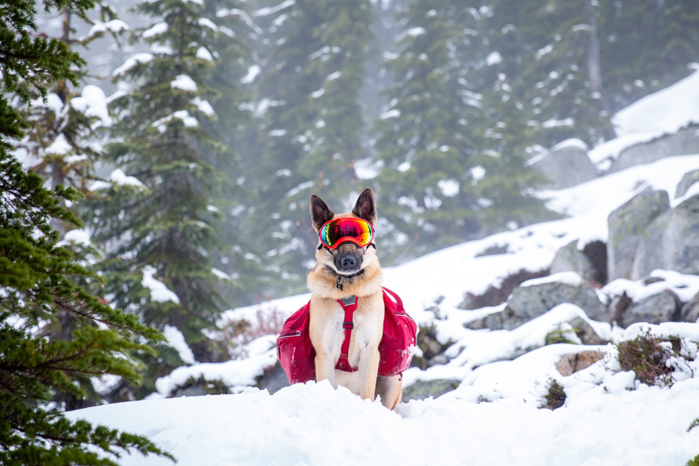 A dog in a fitted pack on a snowy mountain trail with elevation behind.