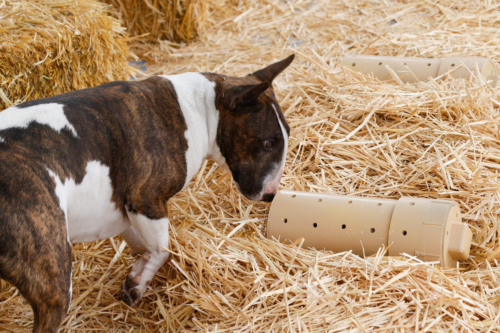 Terrier alerting on a rat tube buried in straw at a Barn Hunt event.