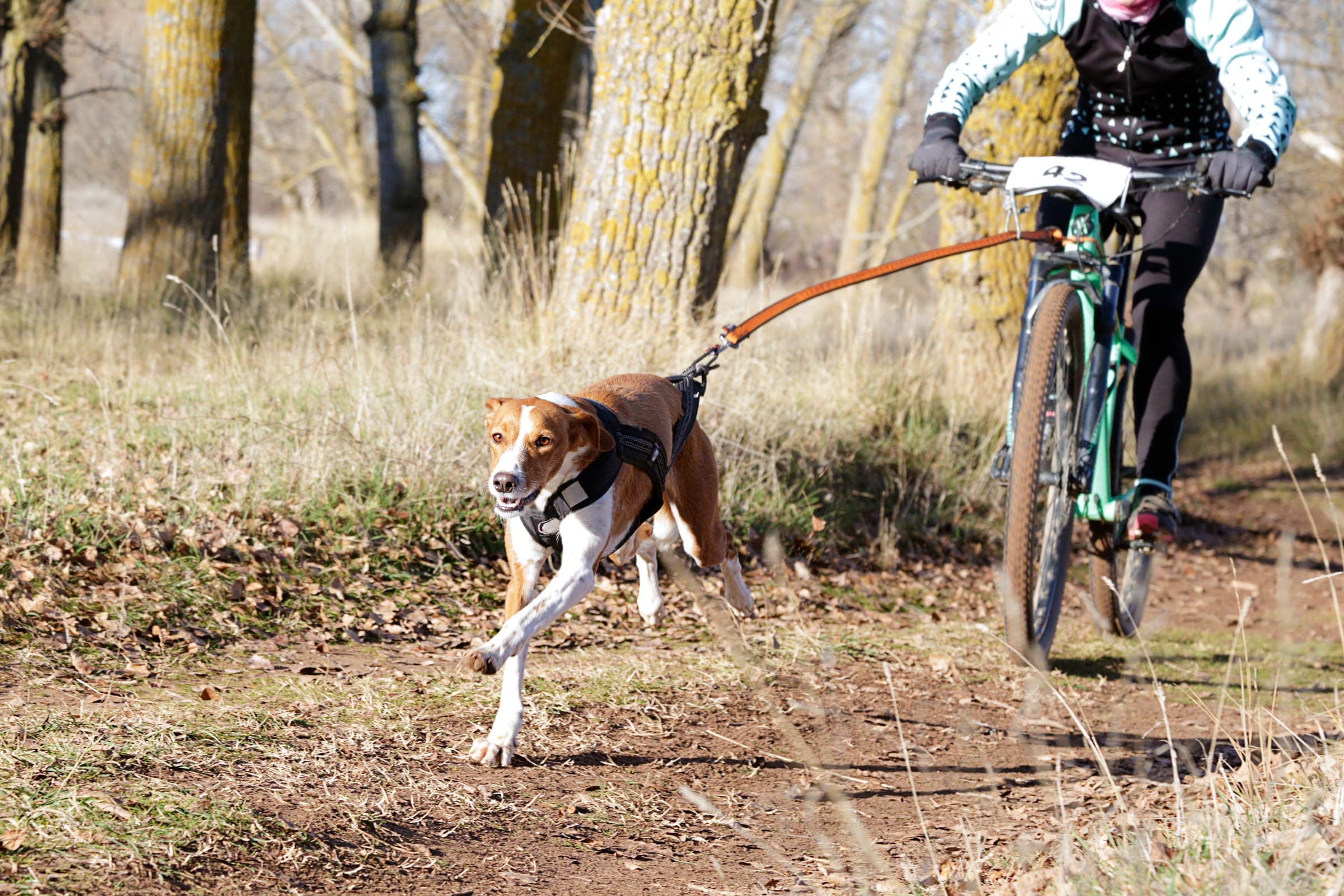 A dog in pulling harness running ahead of a mountain bike with the bungee towline loaded through the bike-mounted antenna.