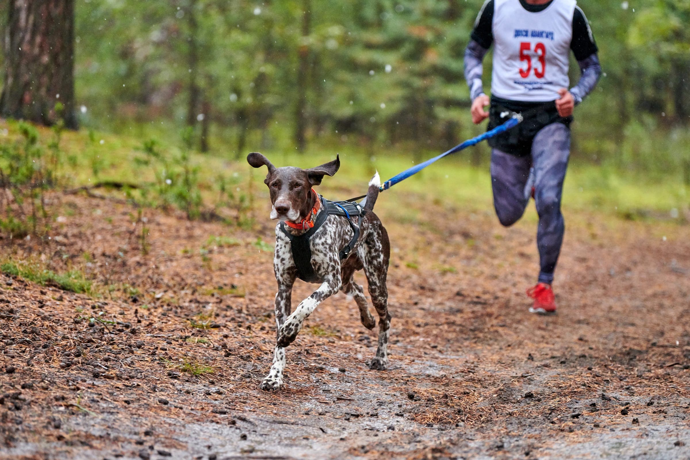 A runner and dog mid-stride on natural trail, bungee line under tension between them.