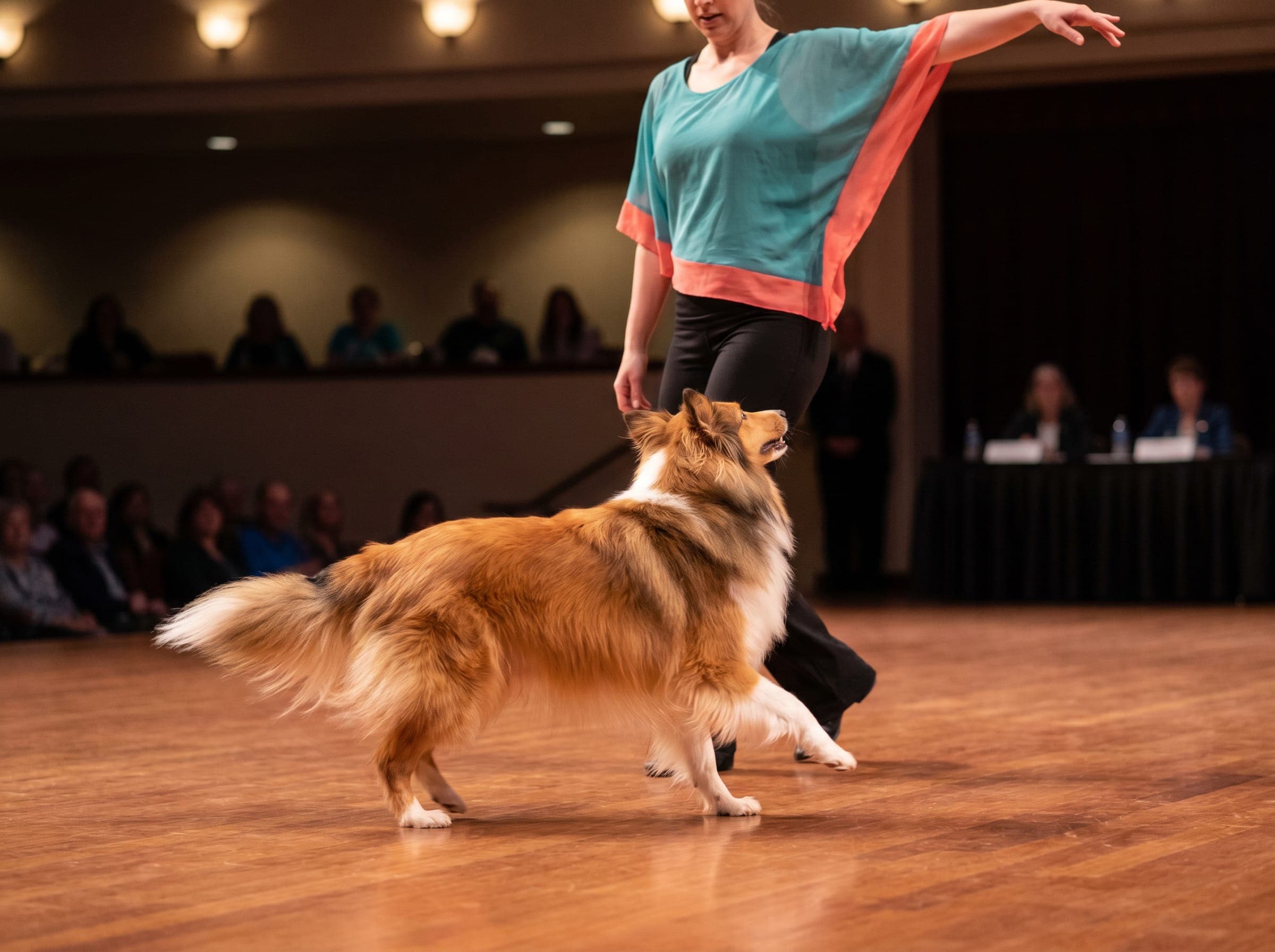 A Sheltie performing on stage with a handler in a theatrical dance pose, audience blurred in the background.