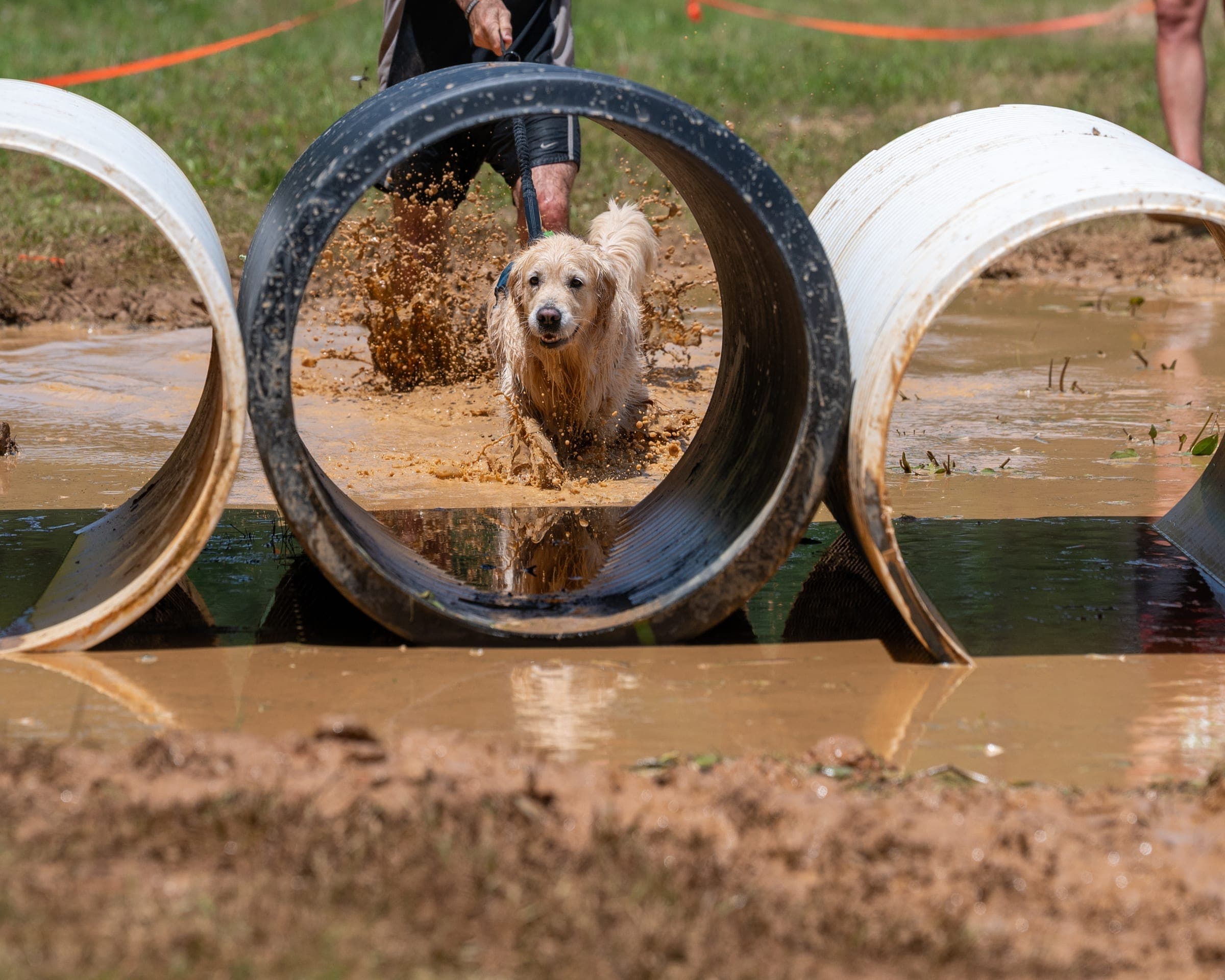 A handler and dog covered in mud mid-course at a Canine Obstacle Run event, leashed together.