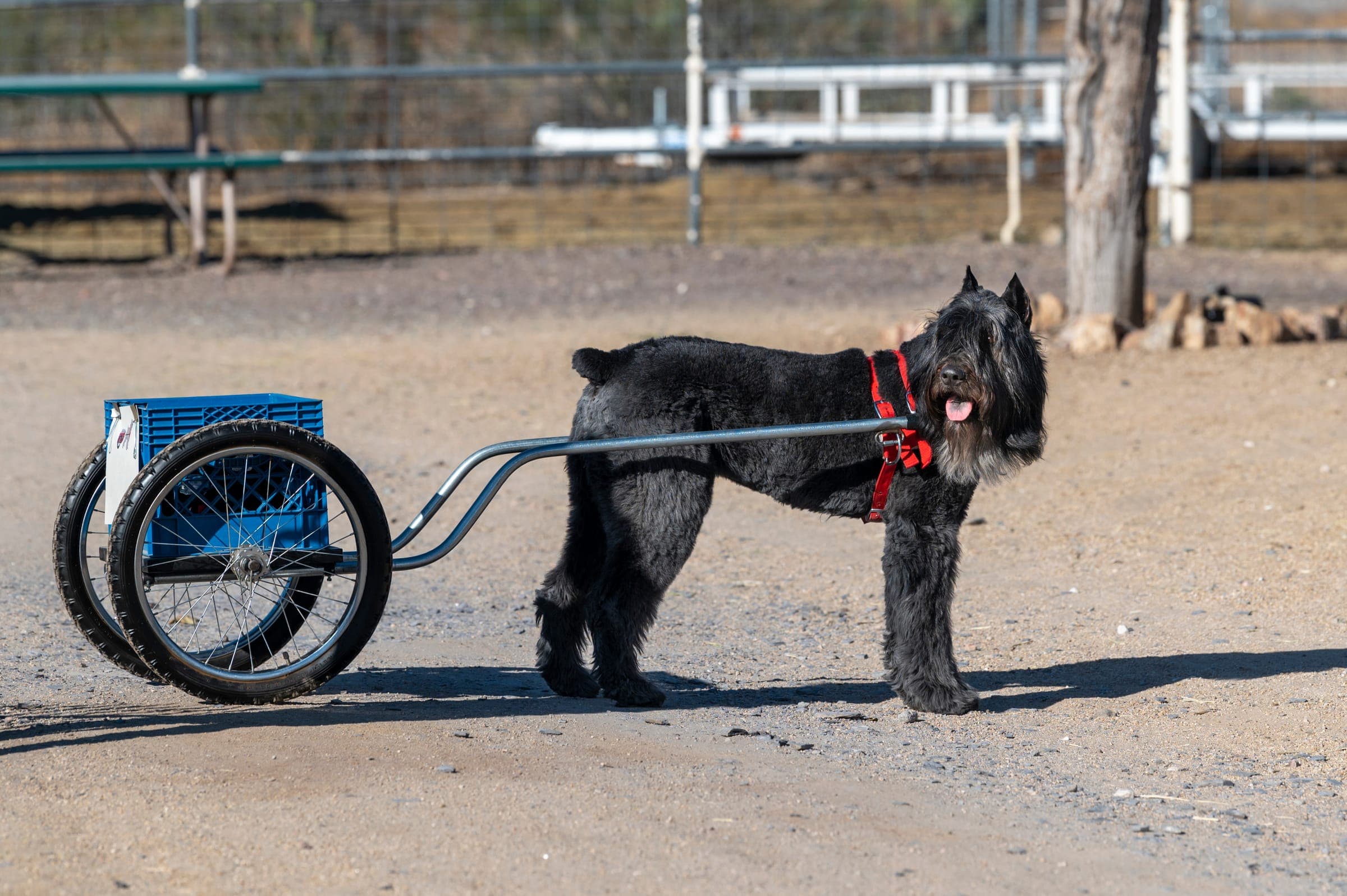 A Bernese Mountain Dog working a draft test, hitched to a cart on a freight haul.