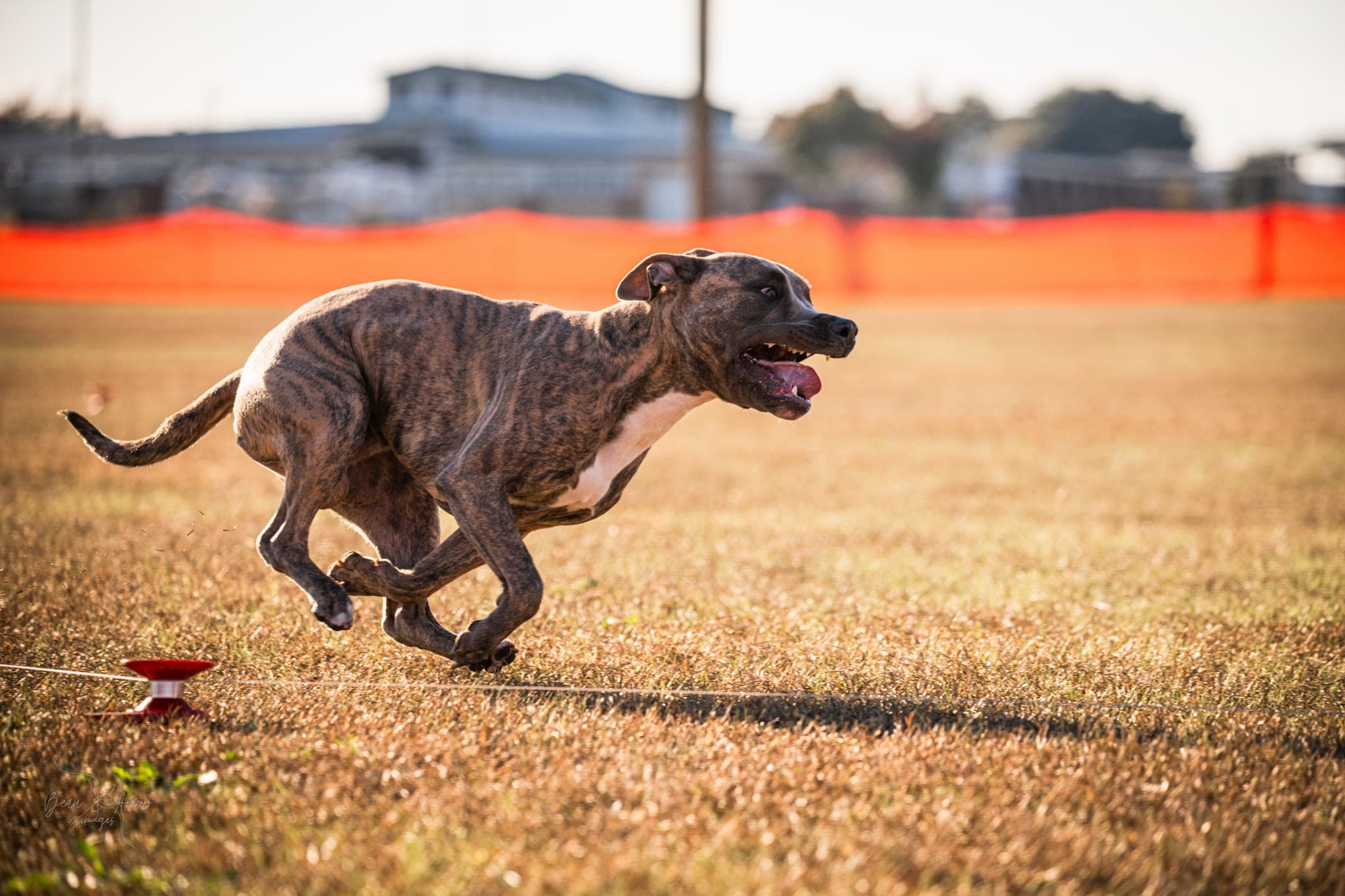 A dog at full sprint chasing a white plastic lure on a turning CAT course.
