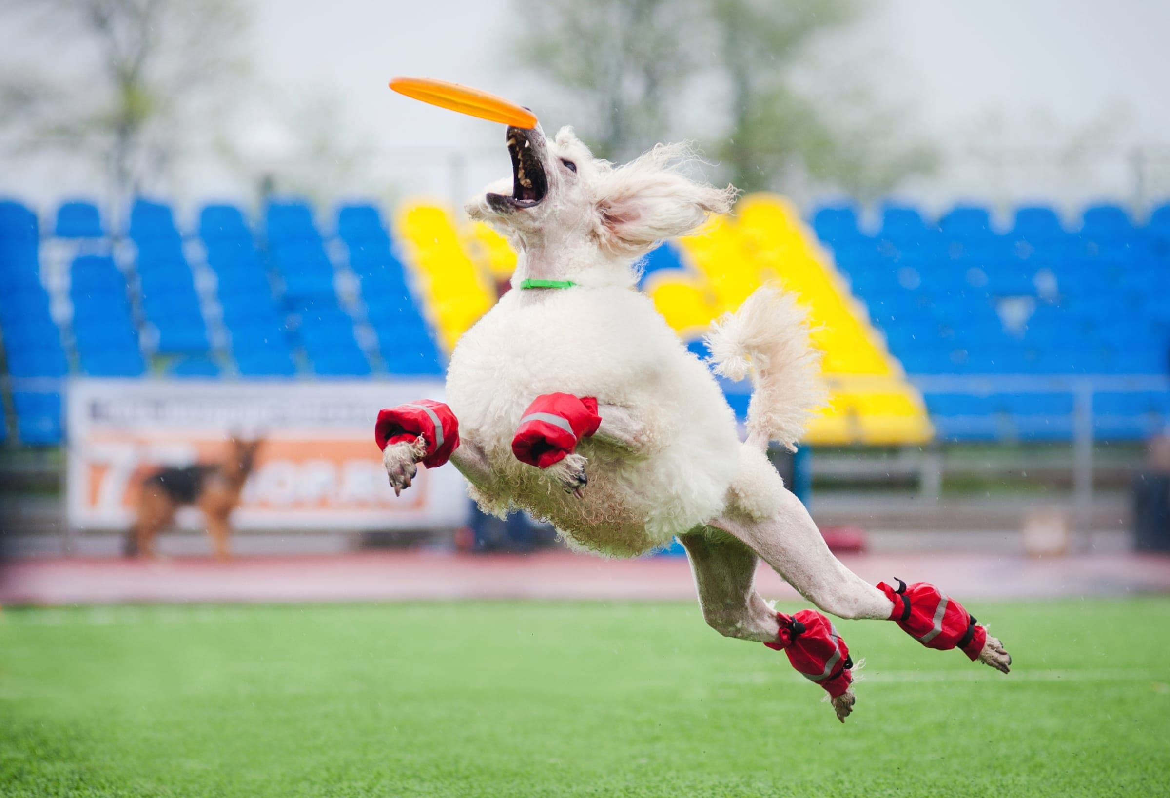 A dog leaping airborne to catch a flying disc against an open sky.