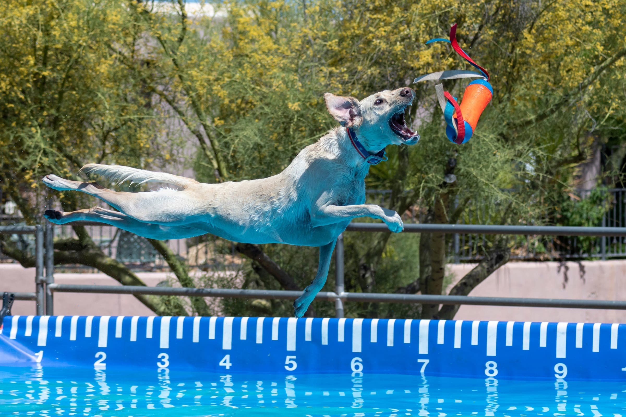 Dog mid-launch off a Dock Diving platform, water spraying as it leaps for a floating bumper.