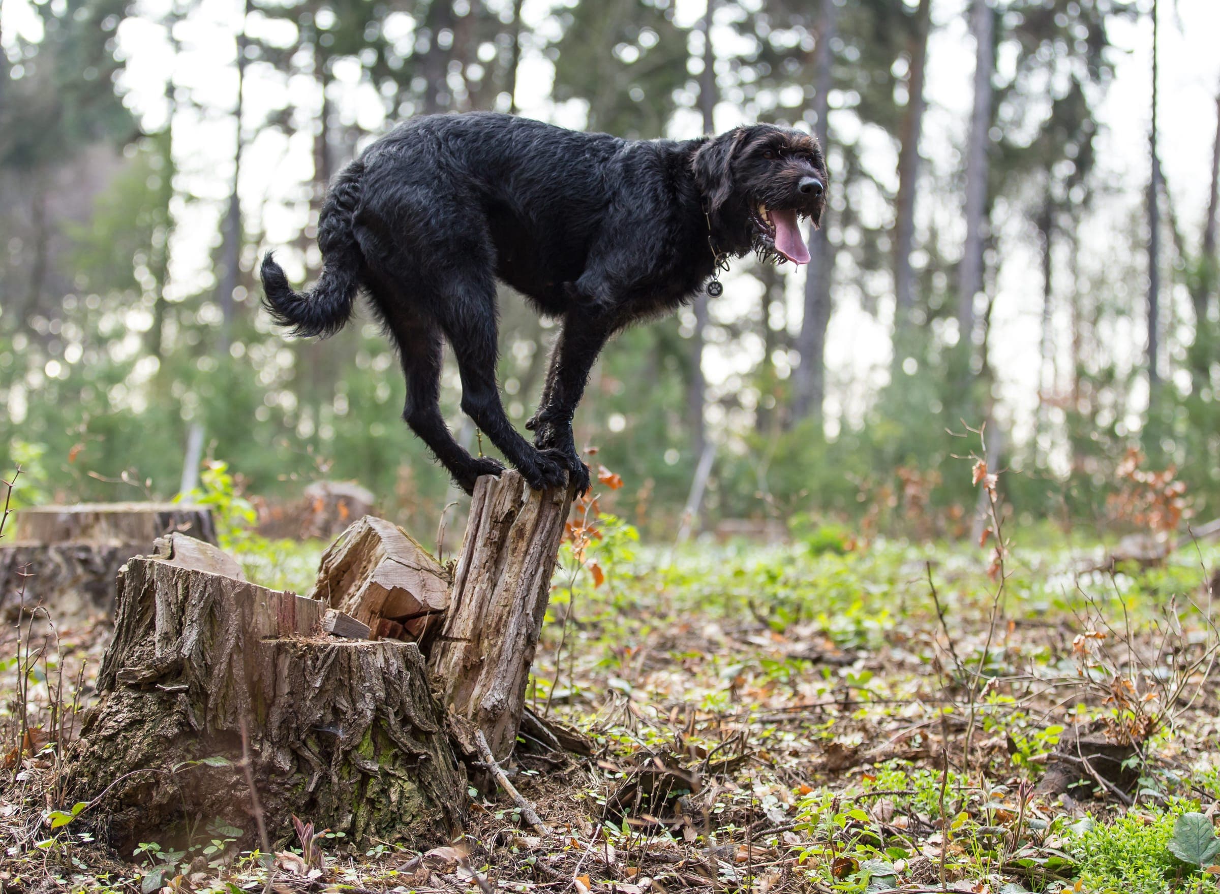 A black mixed-breed dog balancing four paws up on a weathered tree stump in a forest setting.