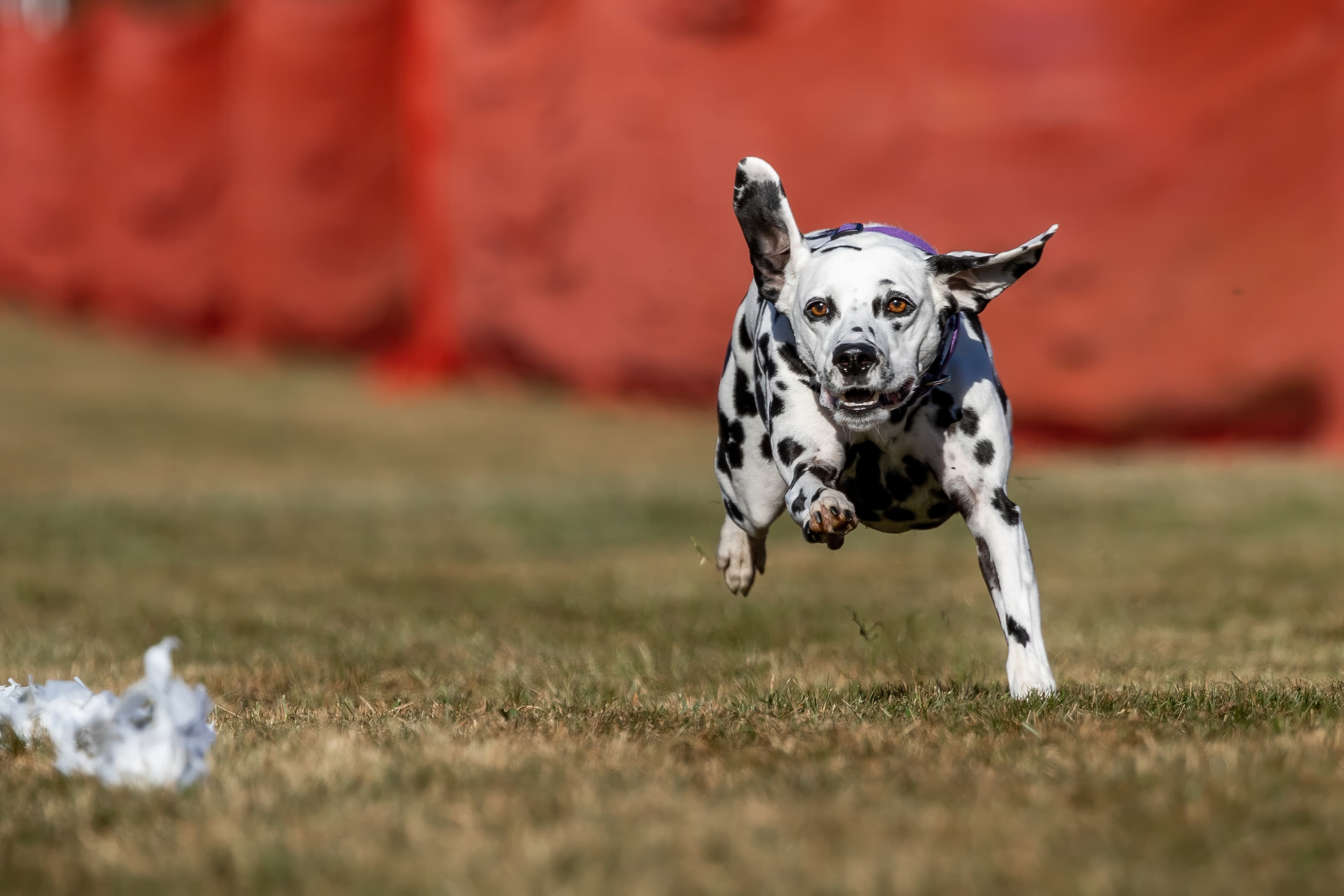 A Dalmatian at full stretch, all four feet off the ground, chasing the lure down a Fast CAT lane.