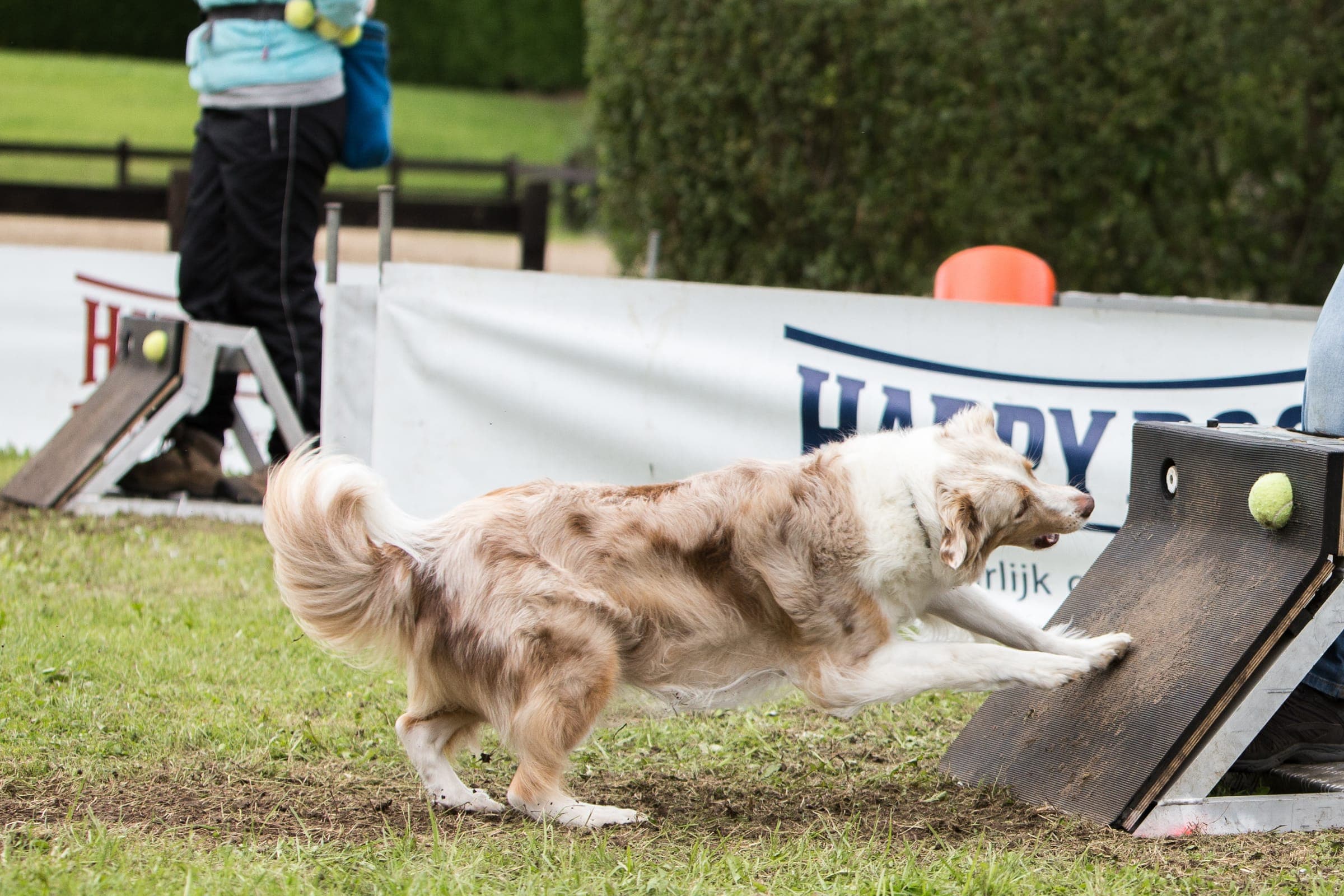 Two flyball dogs sprinting in parallel lanes during a tournament heat.