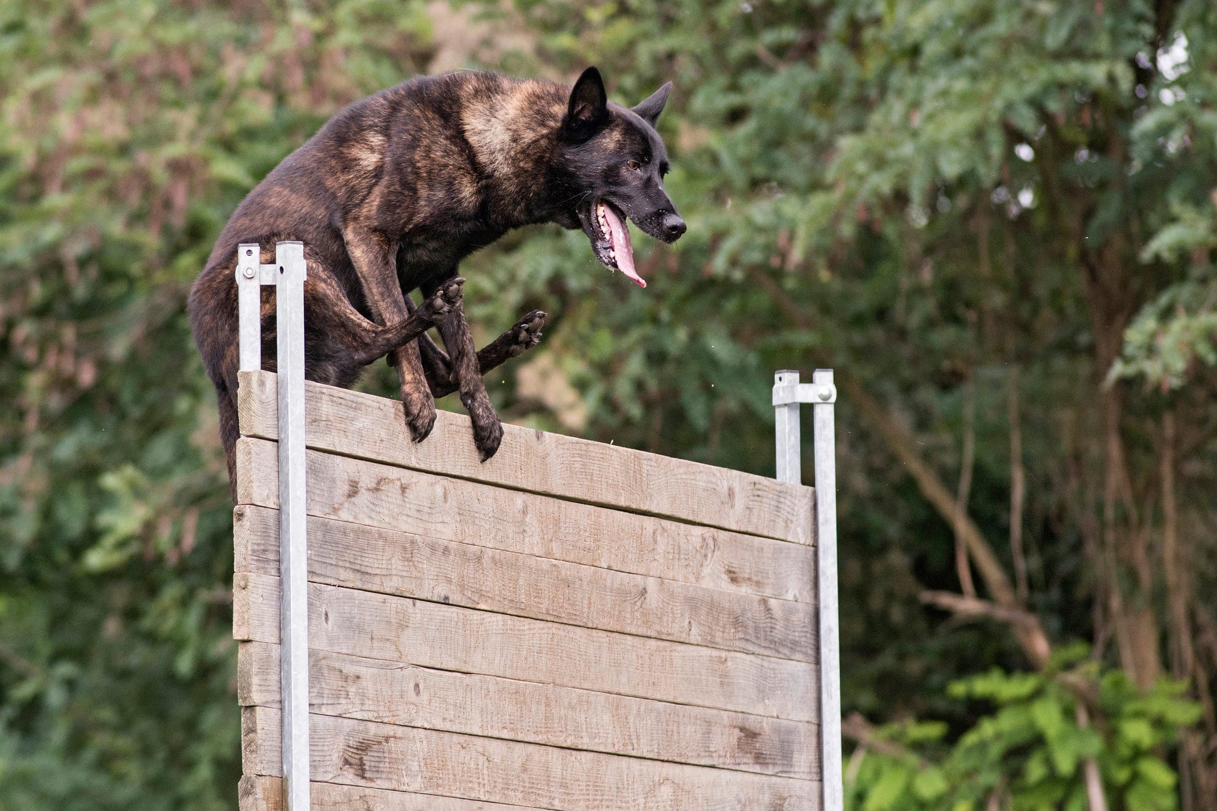 A French Ring dog clearing the palisade jump during a sanctioned trial.