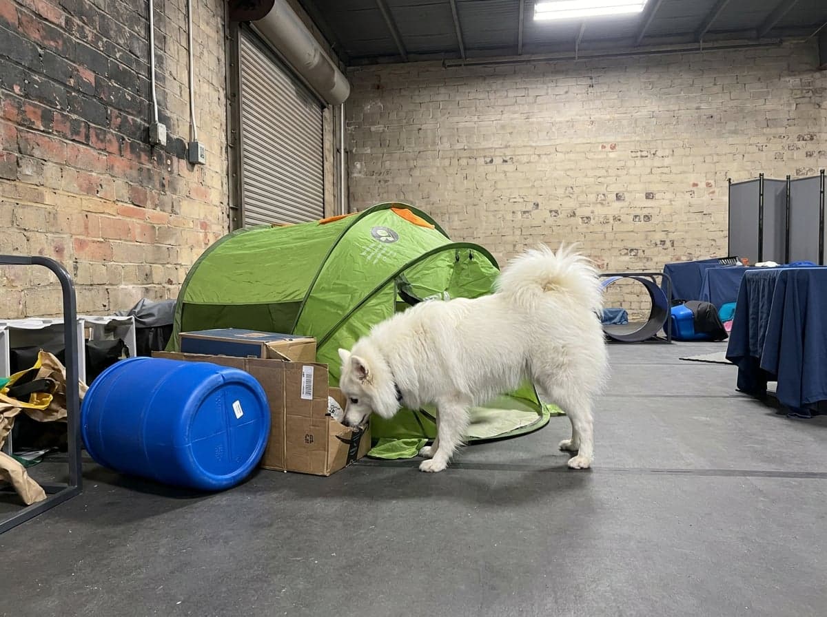 An AI-rendered illustration of a dog working an indoor urban-alley course with barrels, tunnels, and rat-hide structures — composed from screen grabs of a real Happy Ratters trial.