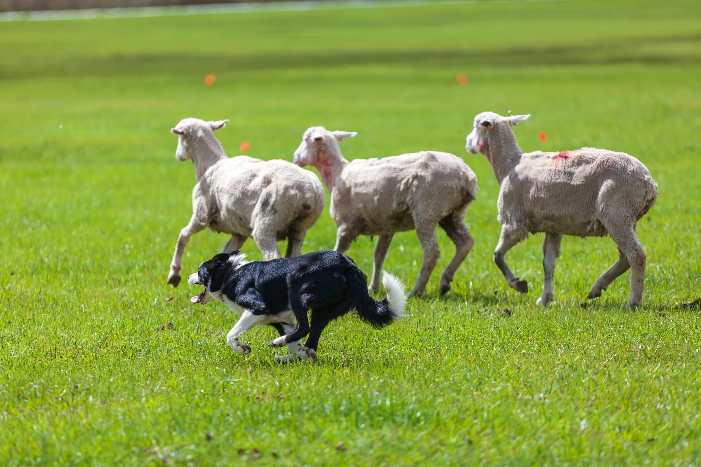 Working dog on an outrun gathering sheep across a field at a herding trial.