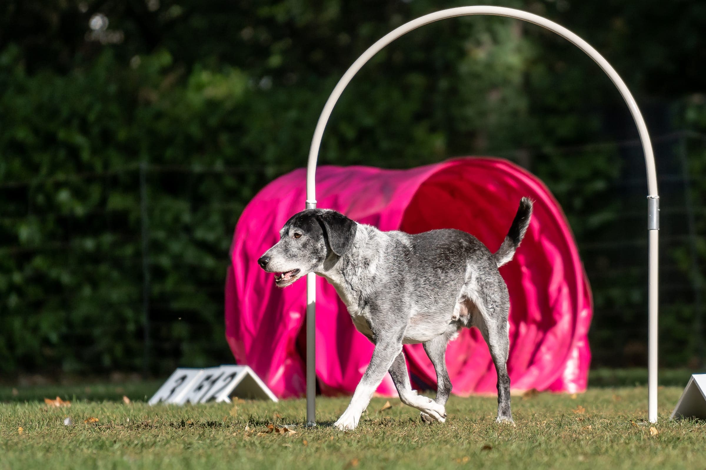 A dog driving through a ground-level hoop as the handler reads the line from a marked handling zone.