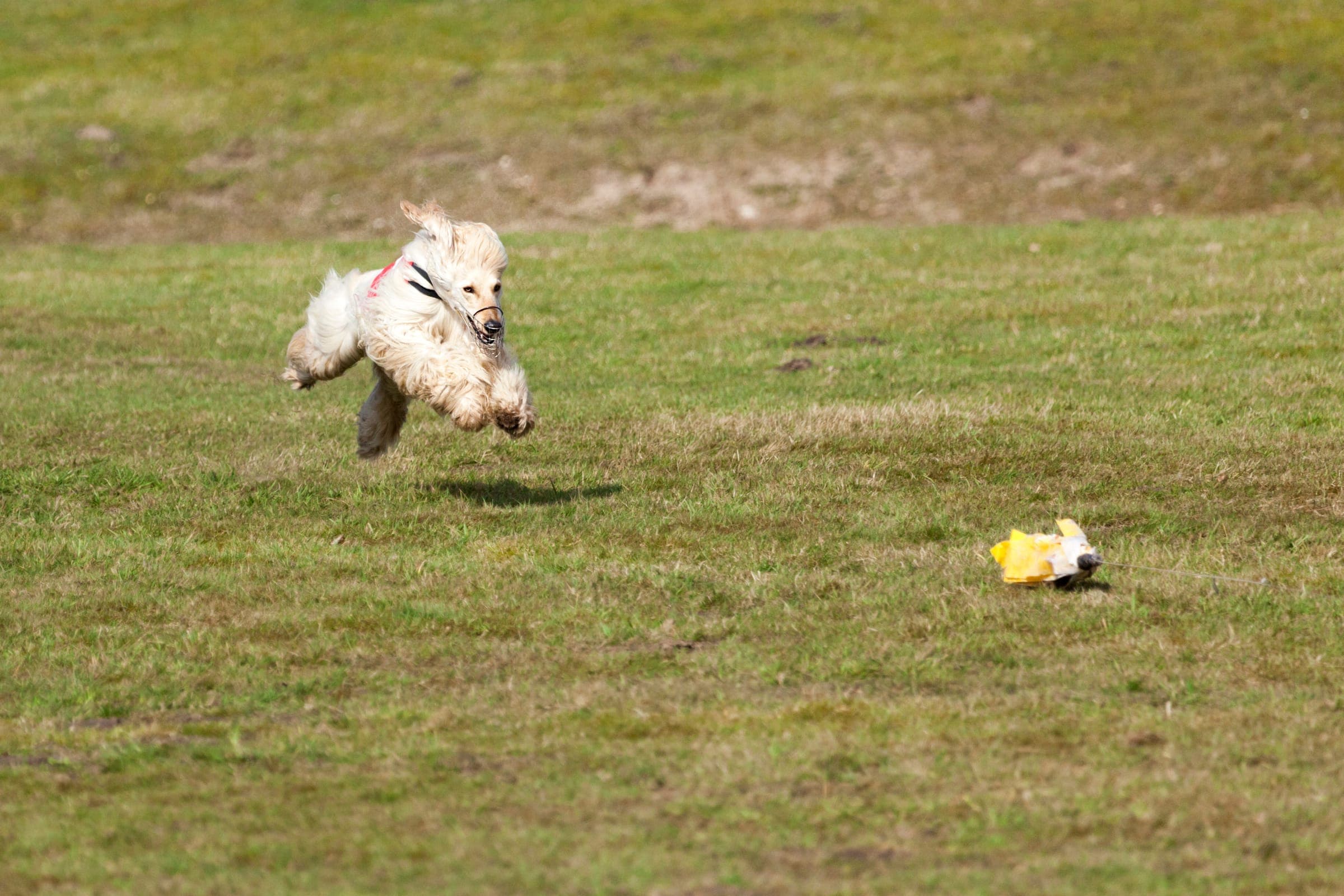 A light fawn Afghan Hound at full gallop on a sunny grass field, yellow lure visible on the ground ahead.