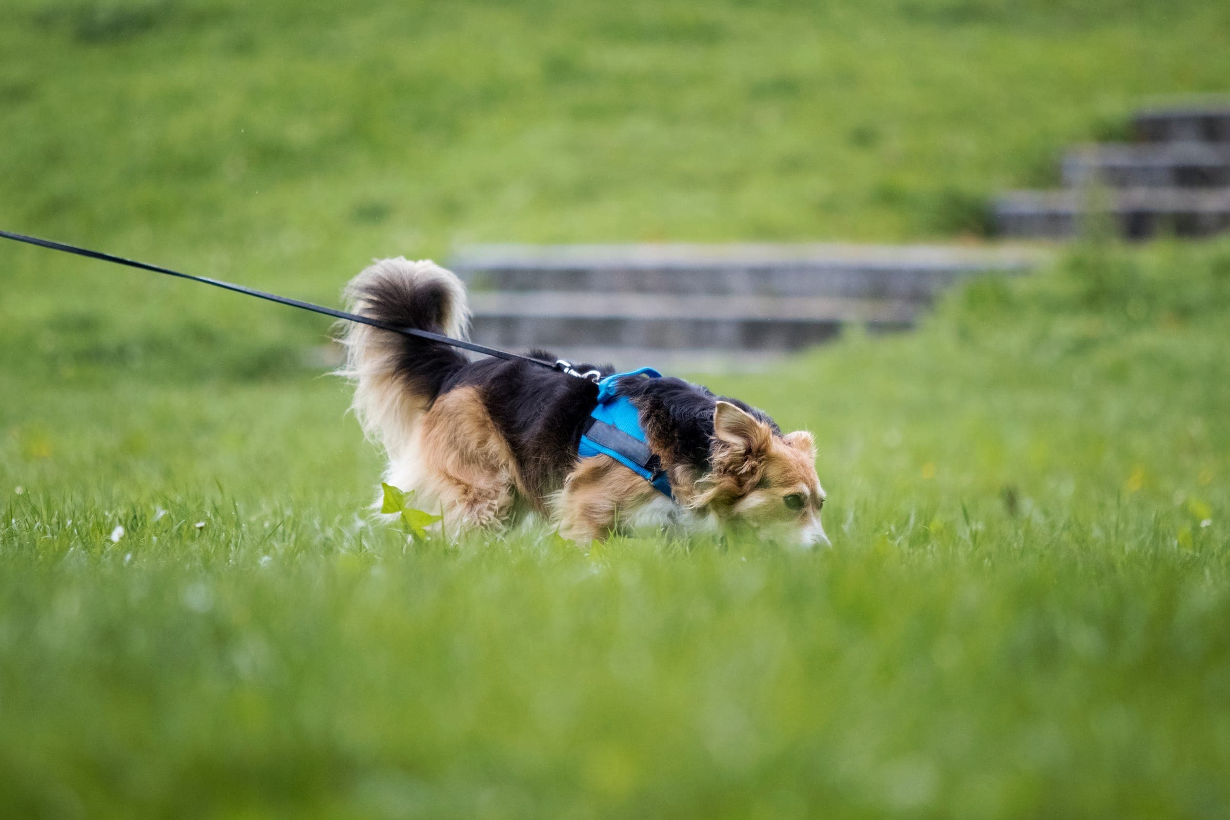 A mantrailing team working on a long line, the dog nose-down on a scent article presented at the start.