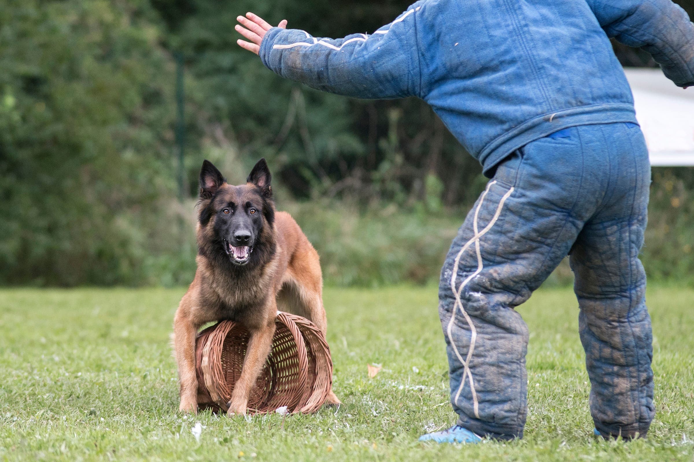 A Belgian Malinois engaging a decoy in full bite suit during a Mondioring trial.